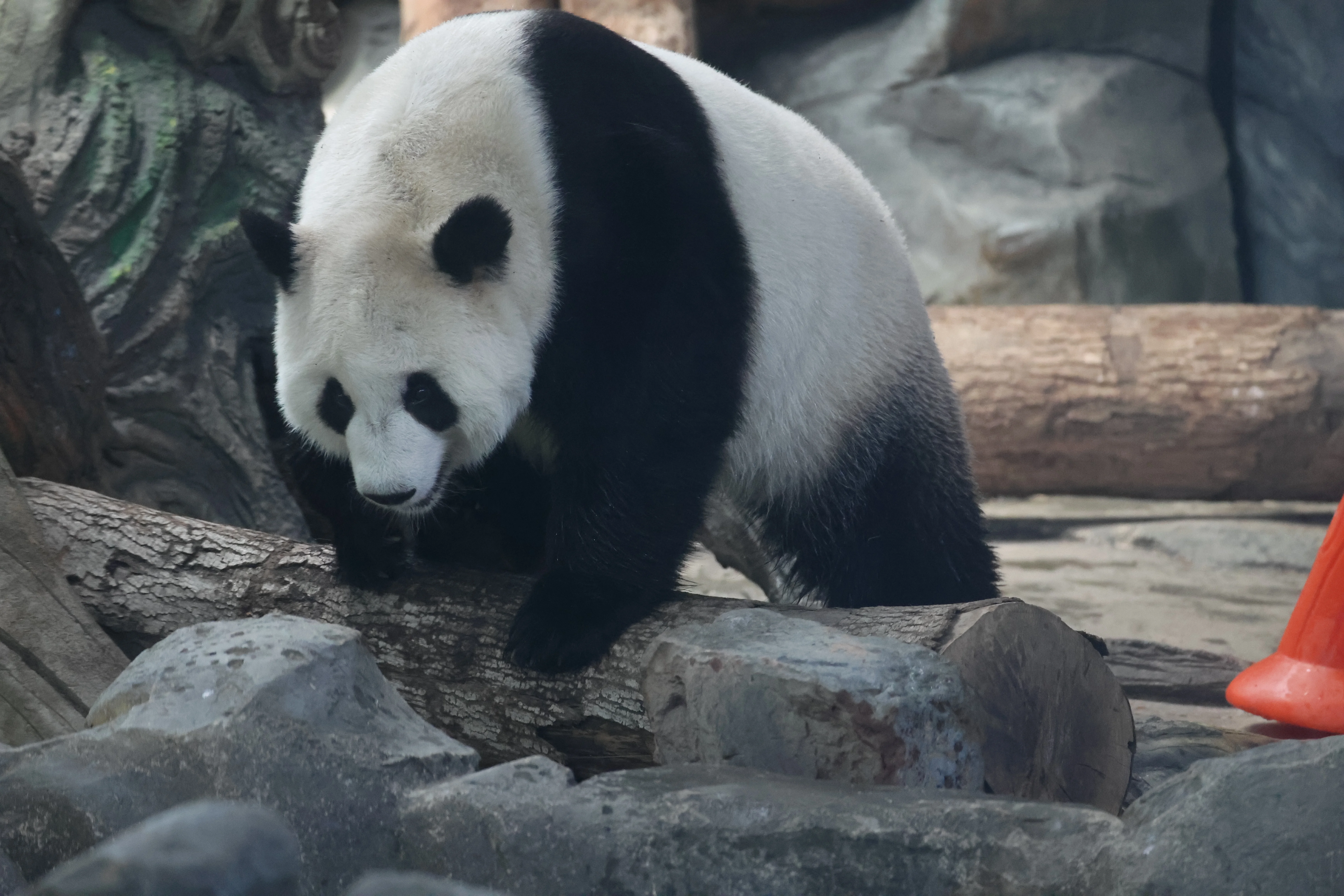 Wuhan Zoo
