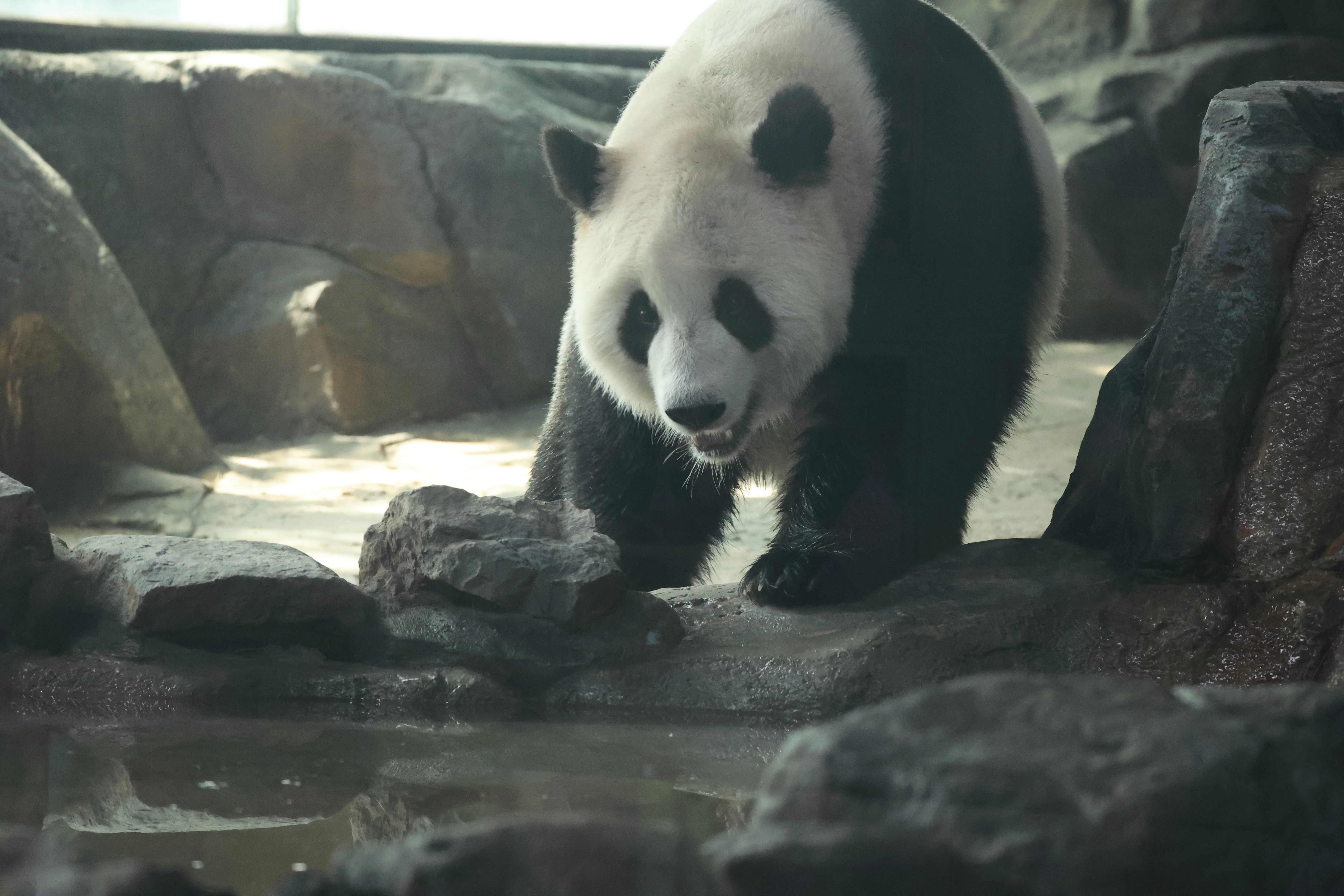 Wuhan Zoo