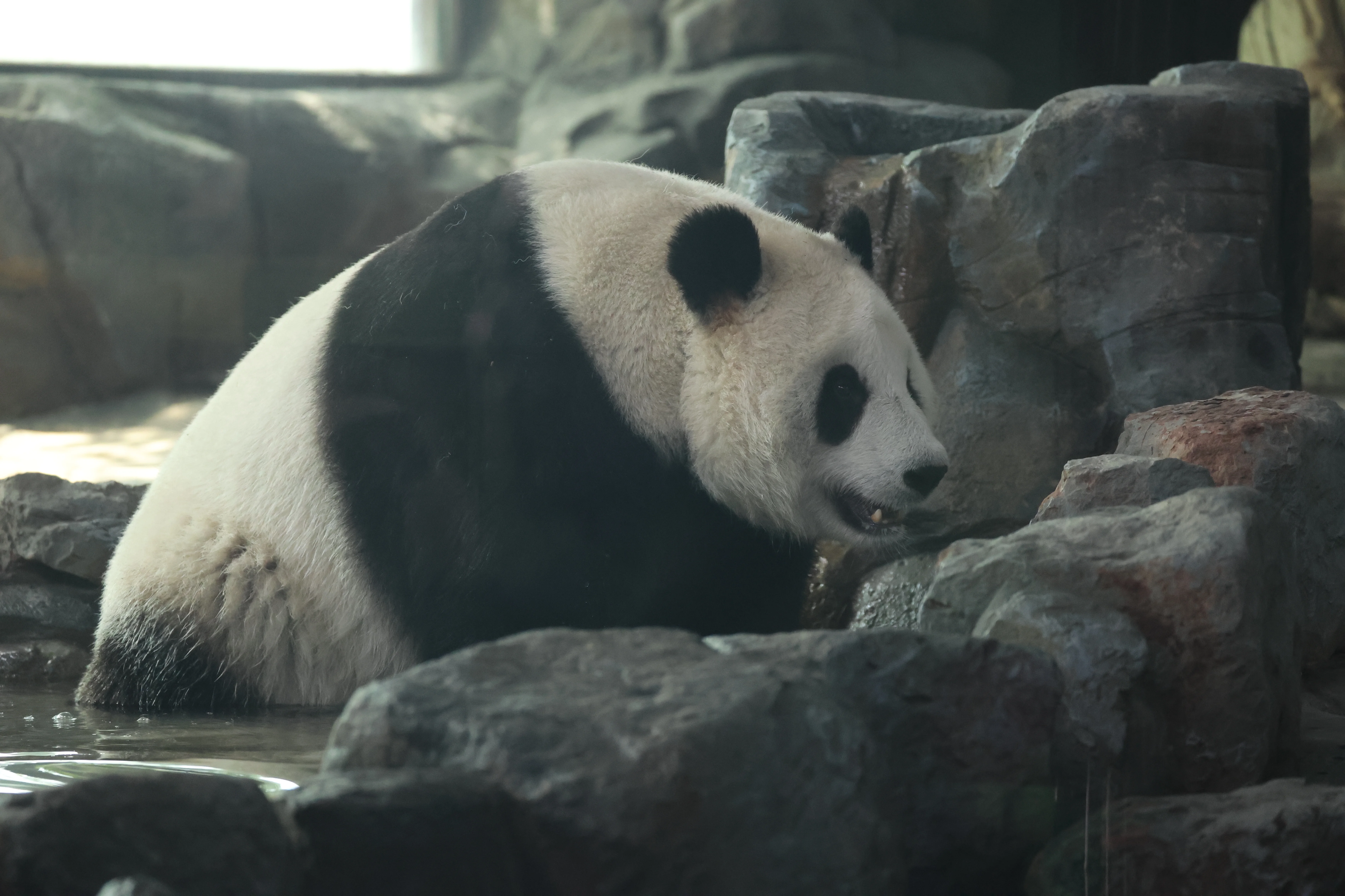 Wuhan Zoo