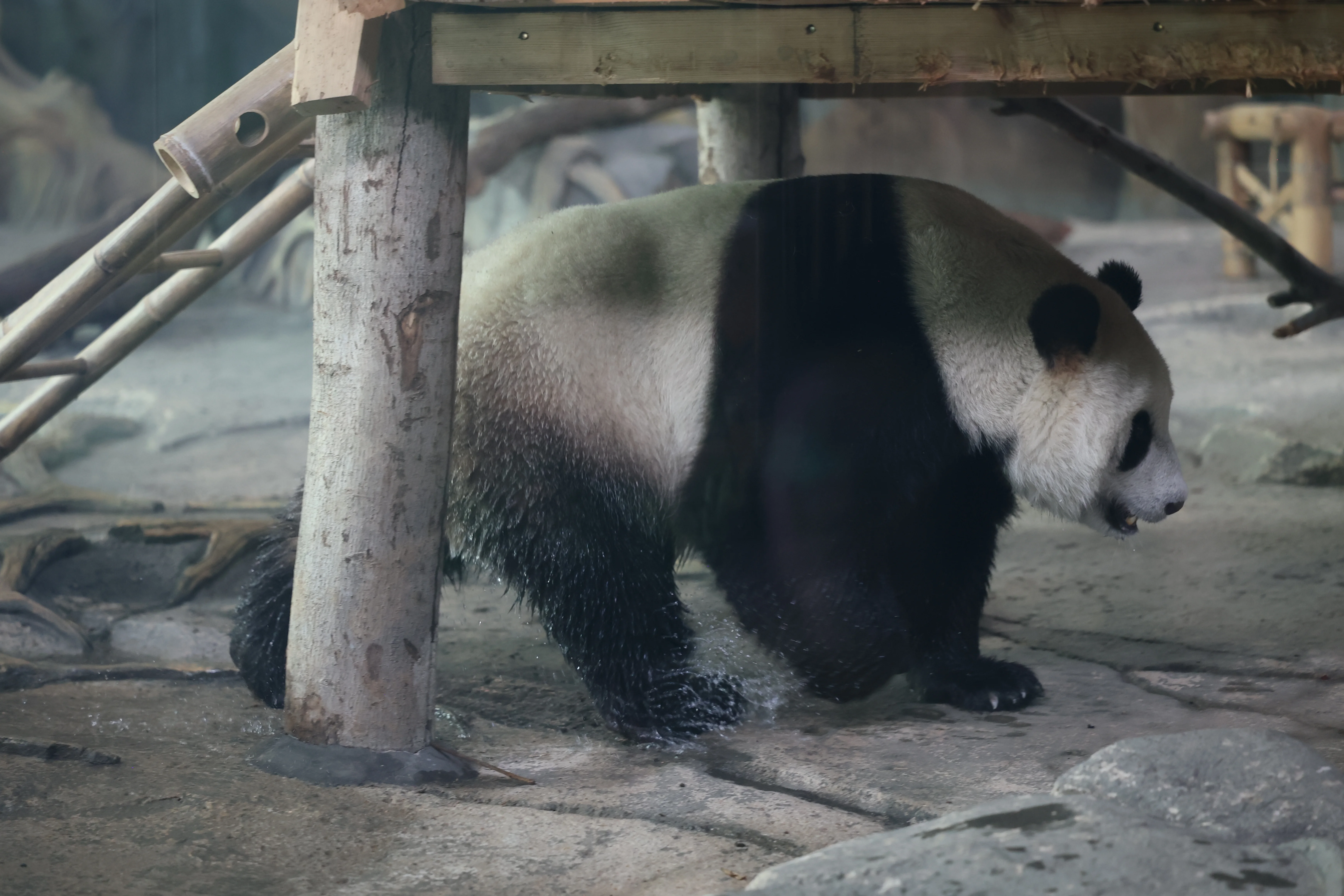 Wuhan Zoo