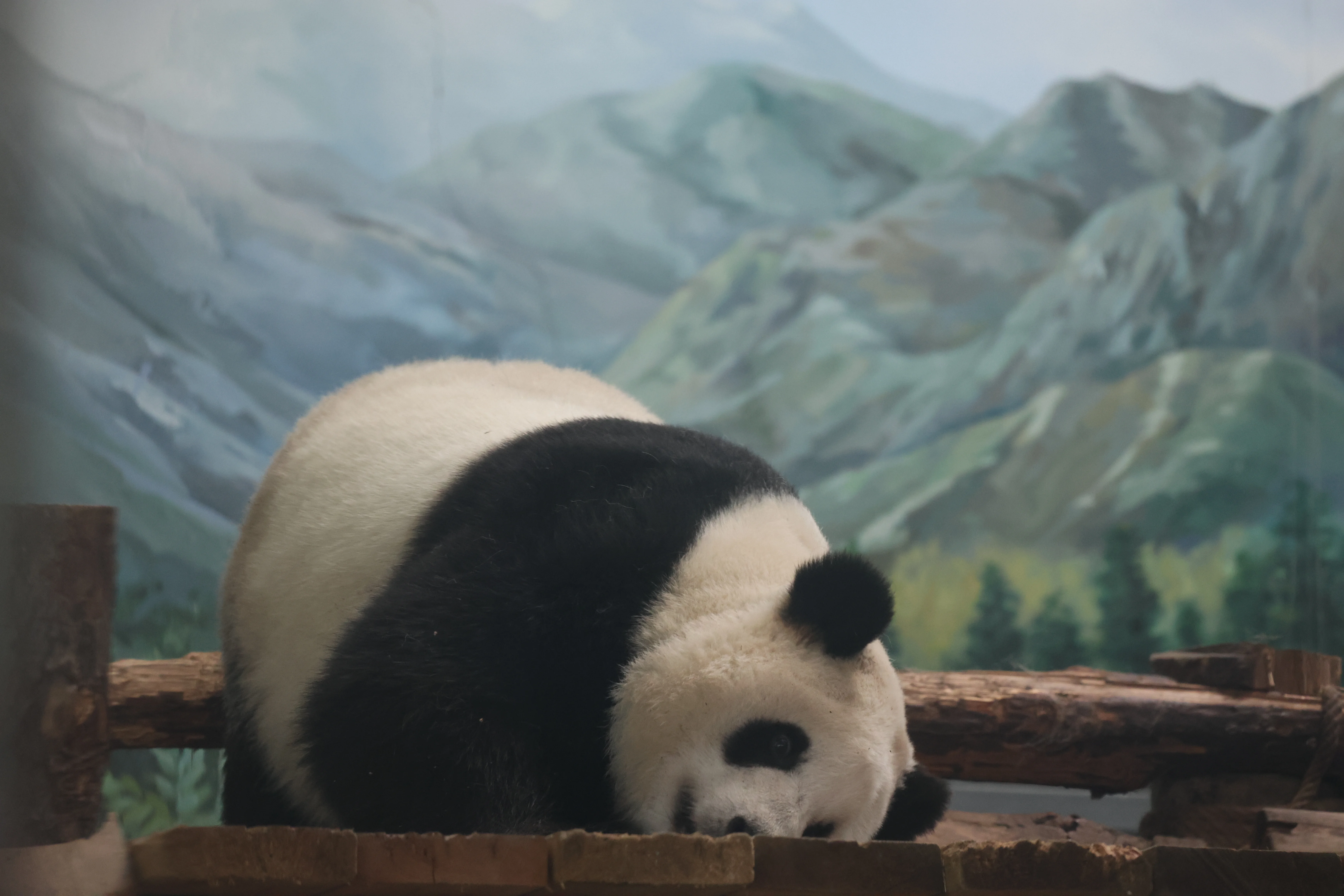 Wuhan Zoo