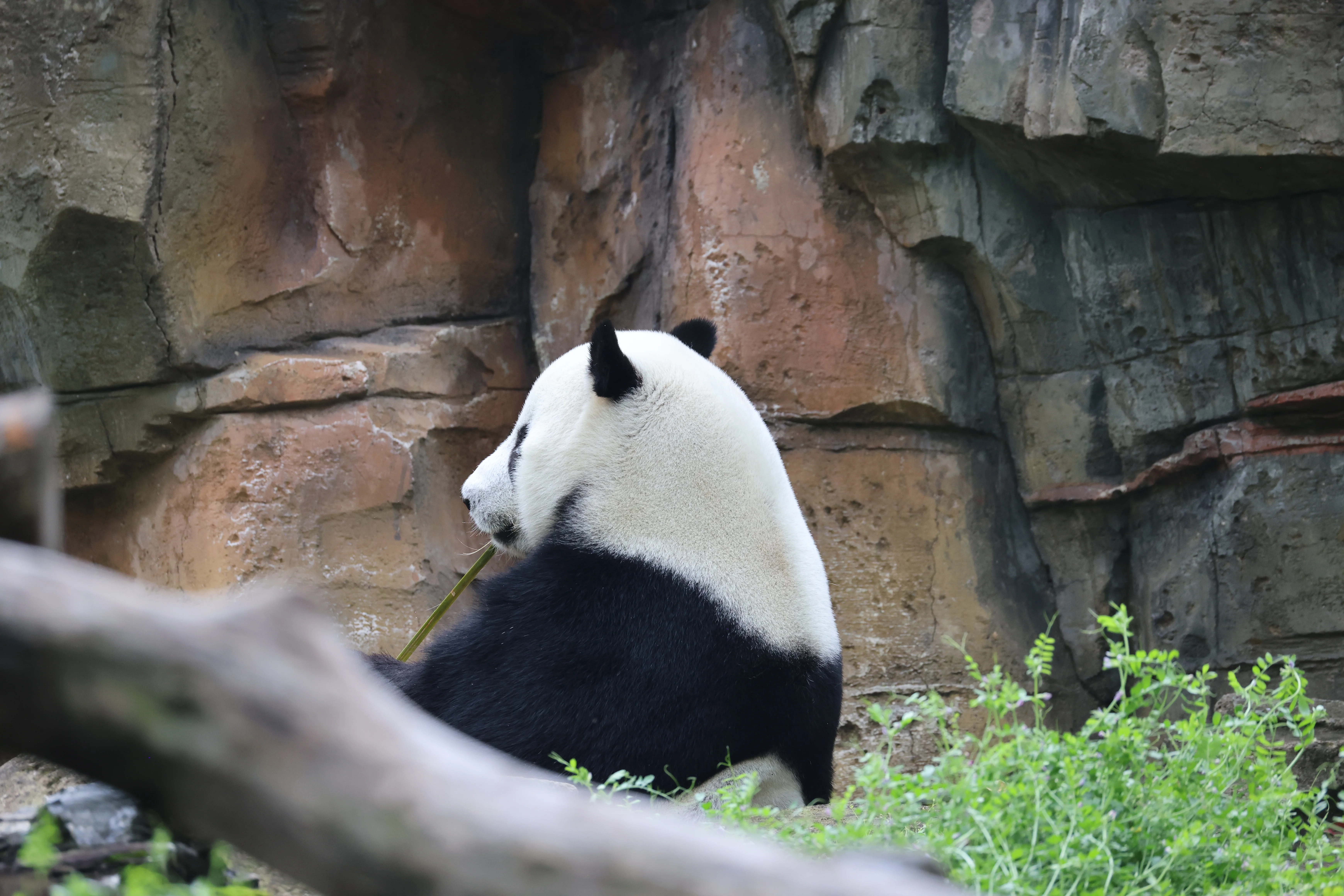 Wuhan Zoo