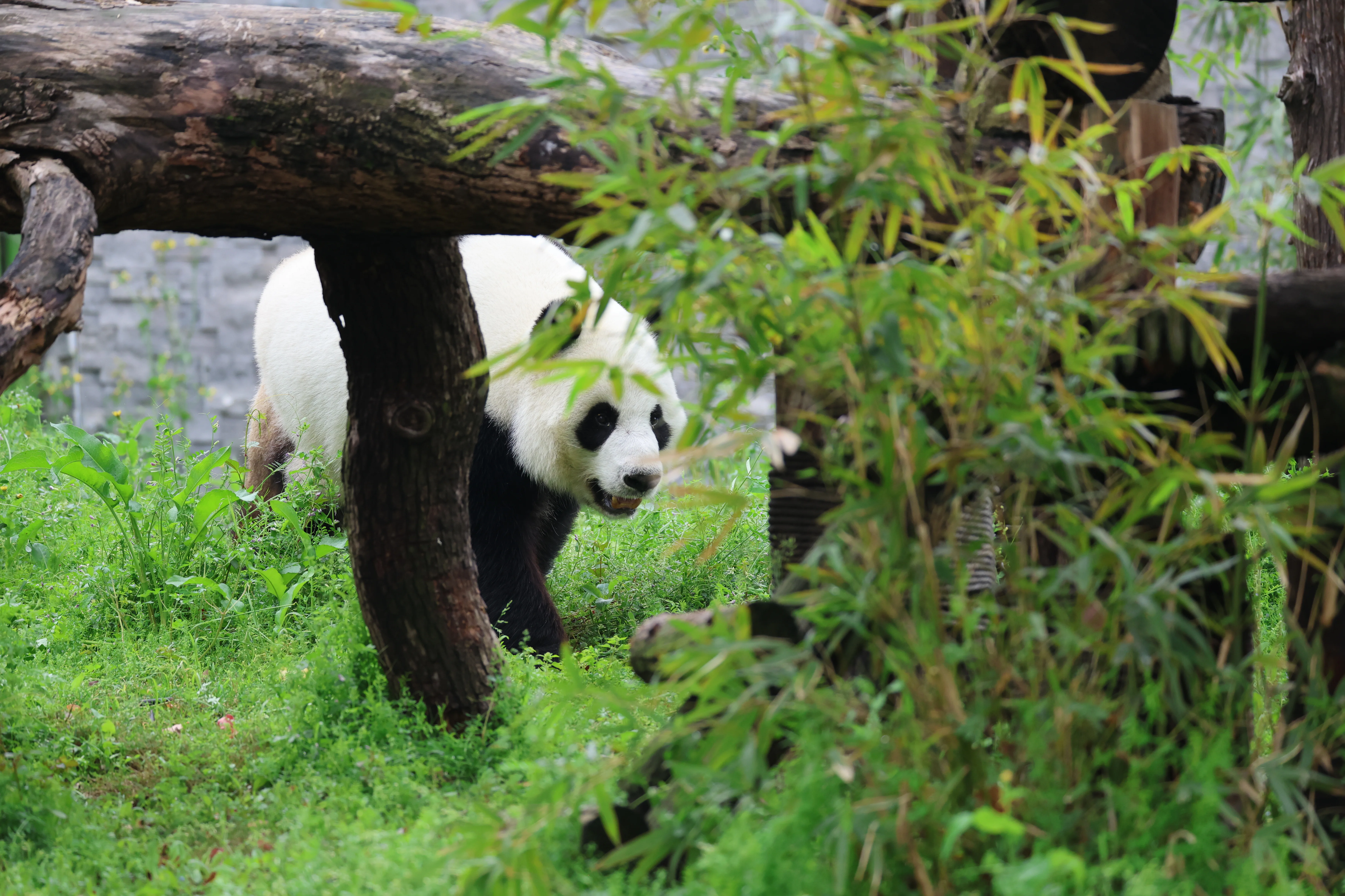 Wuhan Zoo