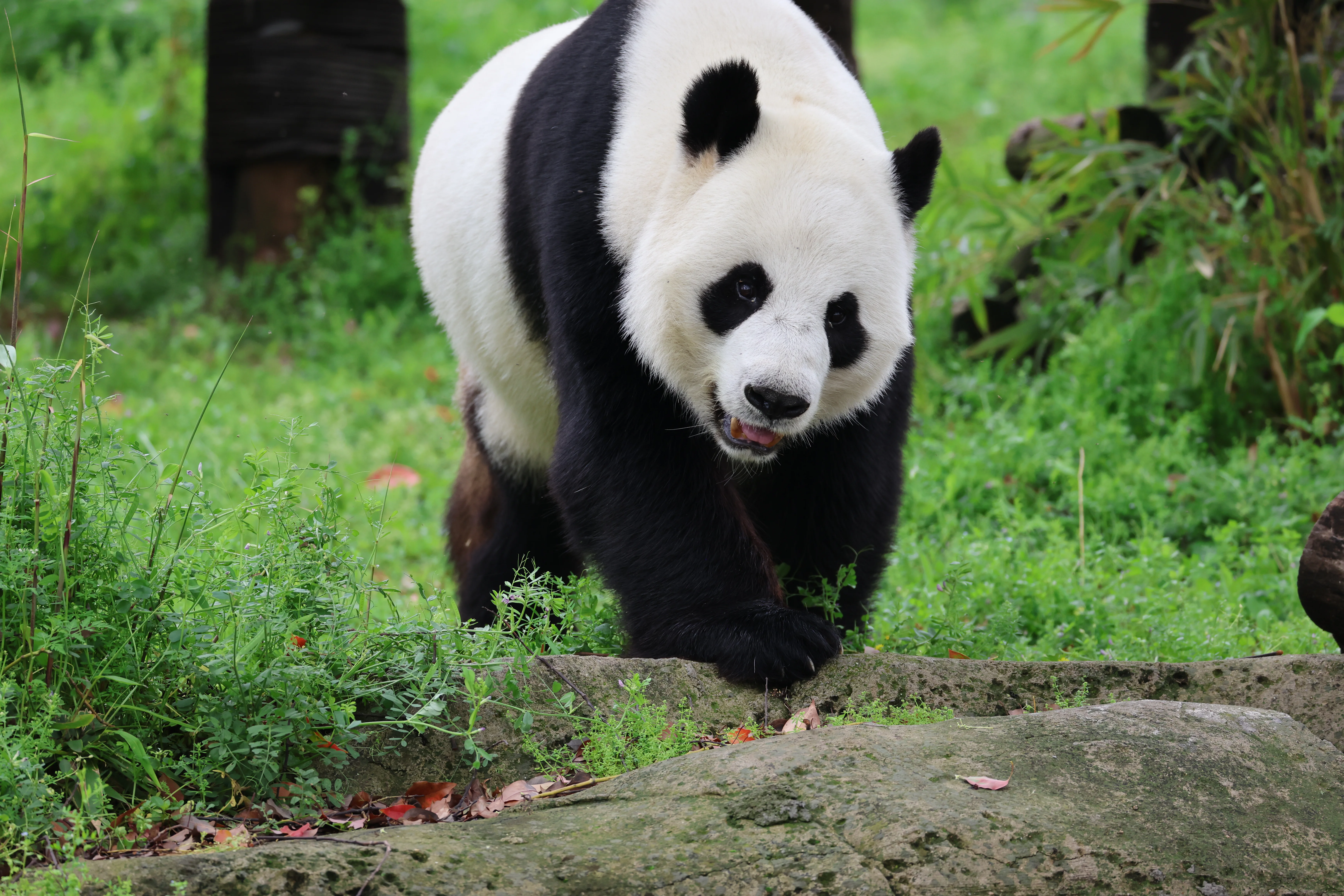 Wuhan Zoo