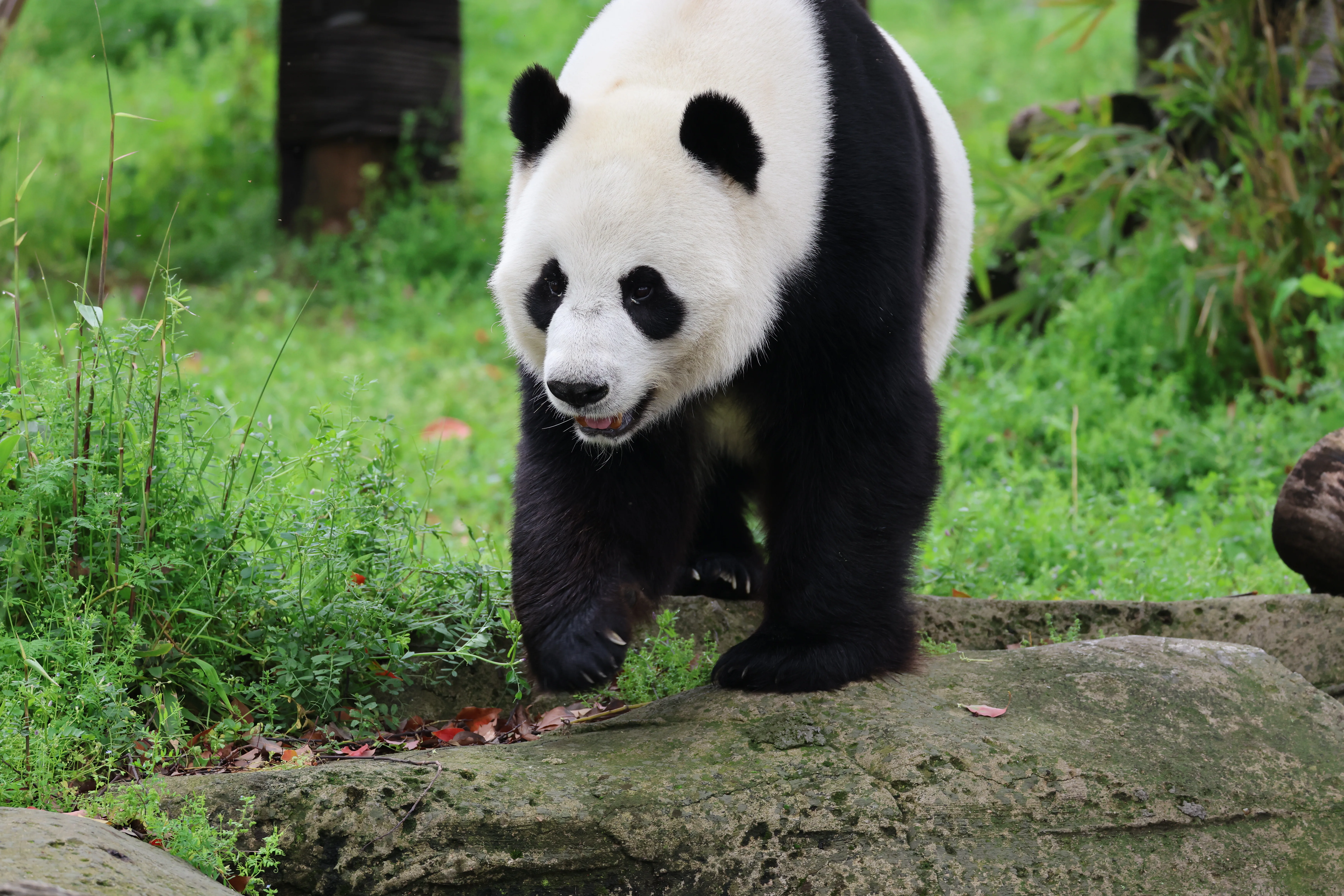 Wuhan Zoo