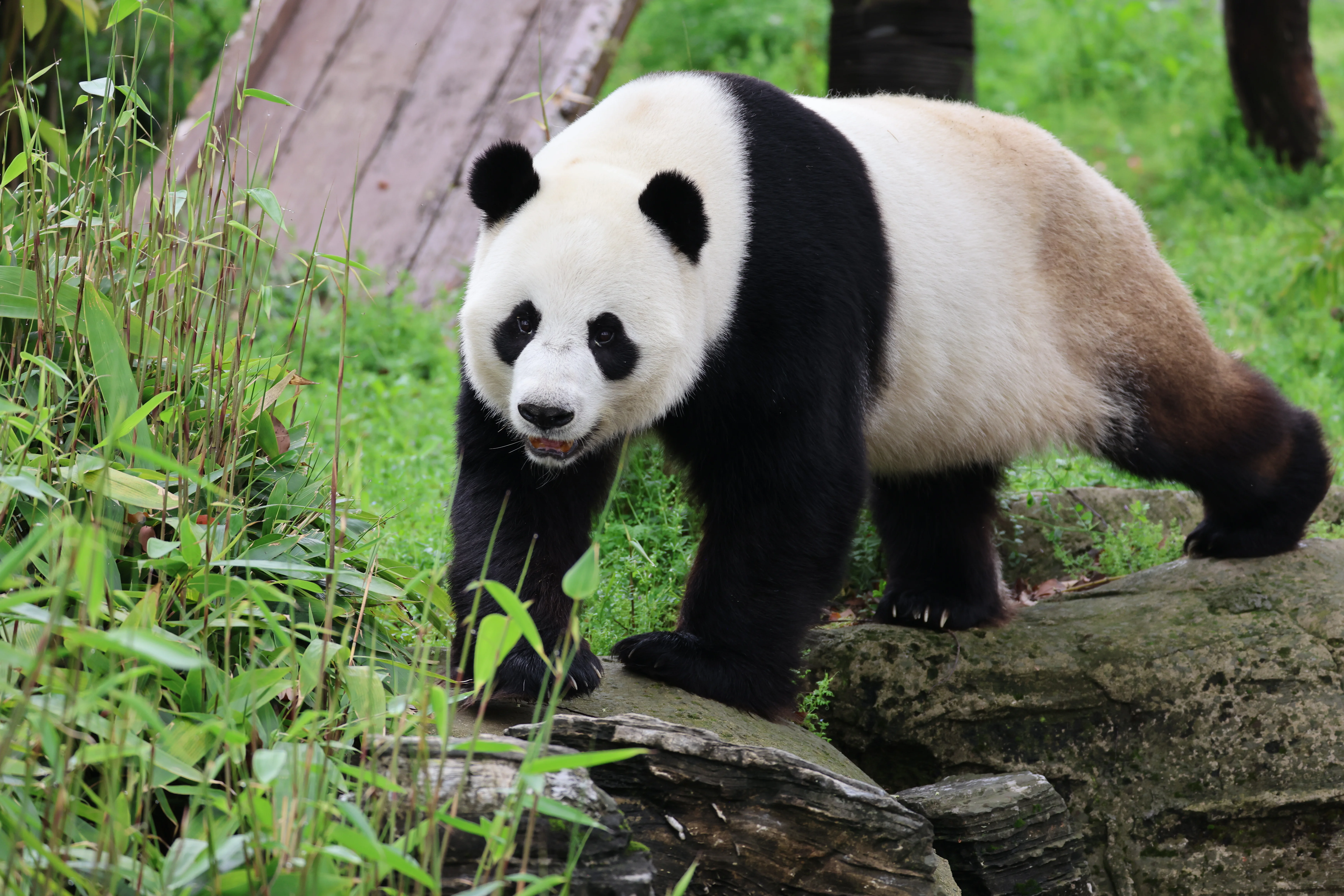 Wuhan Zoo
