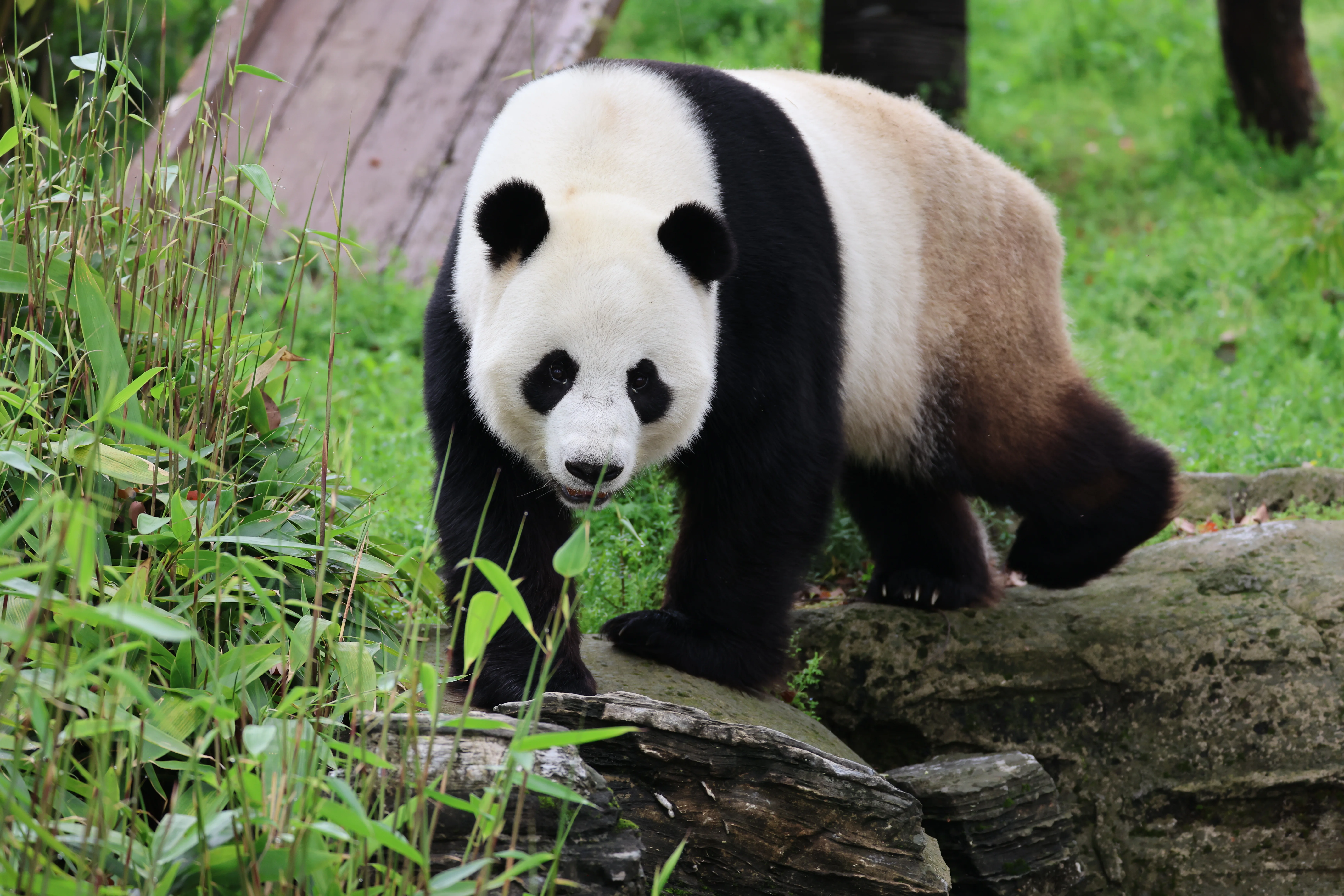 Wuhan Zoo