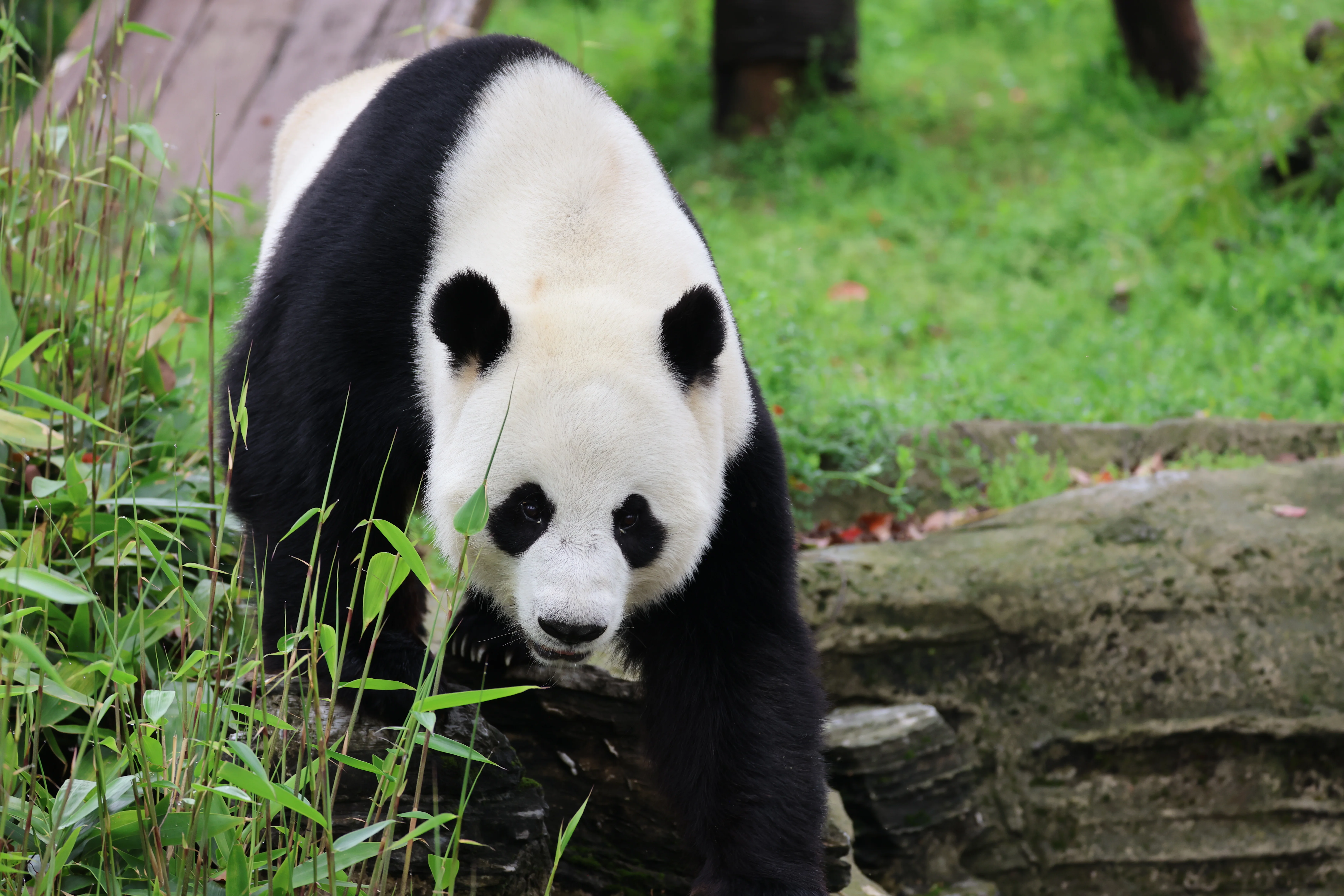 Wuhan Zoo