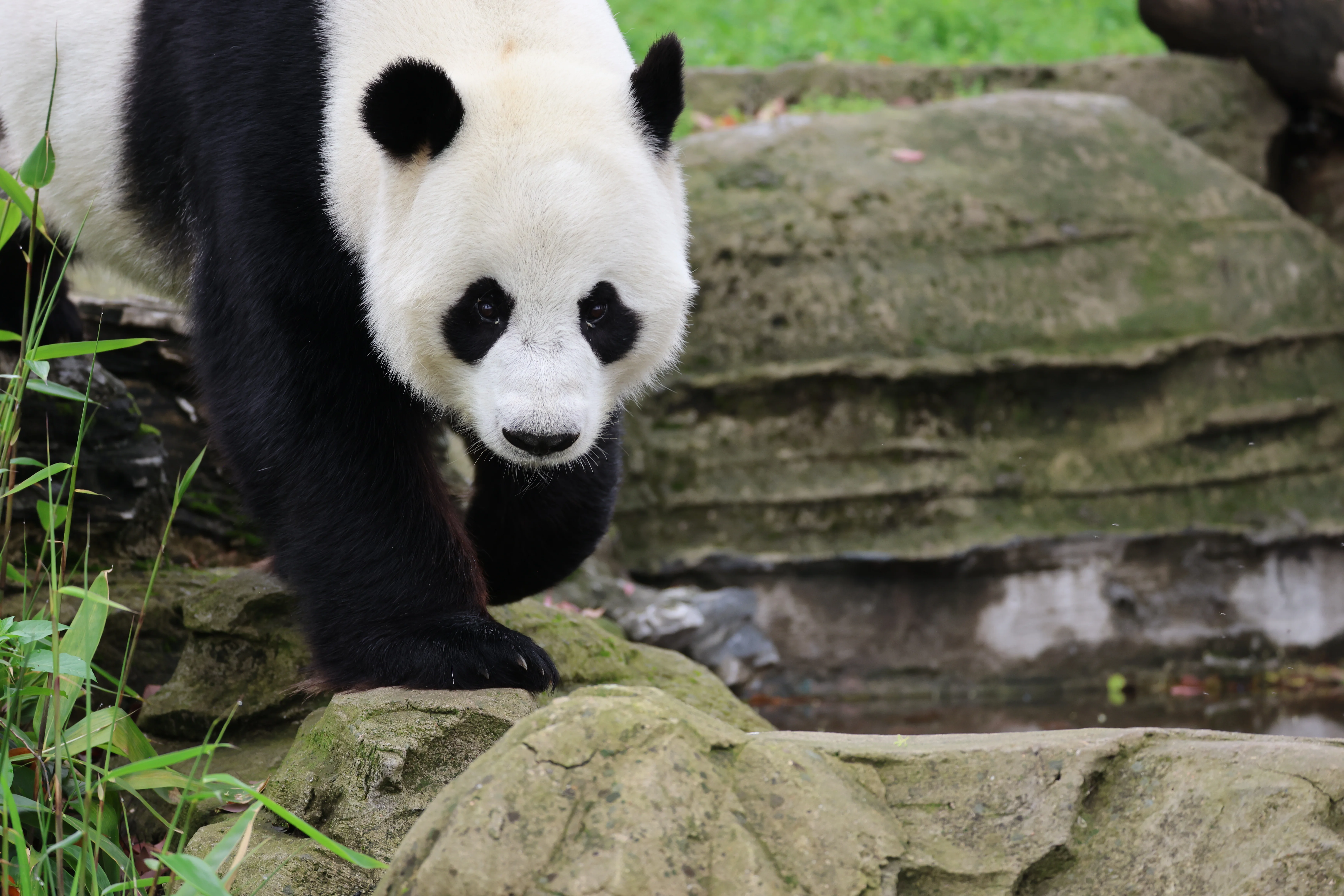 Wuhan Zoo