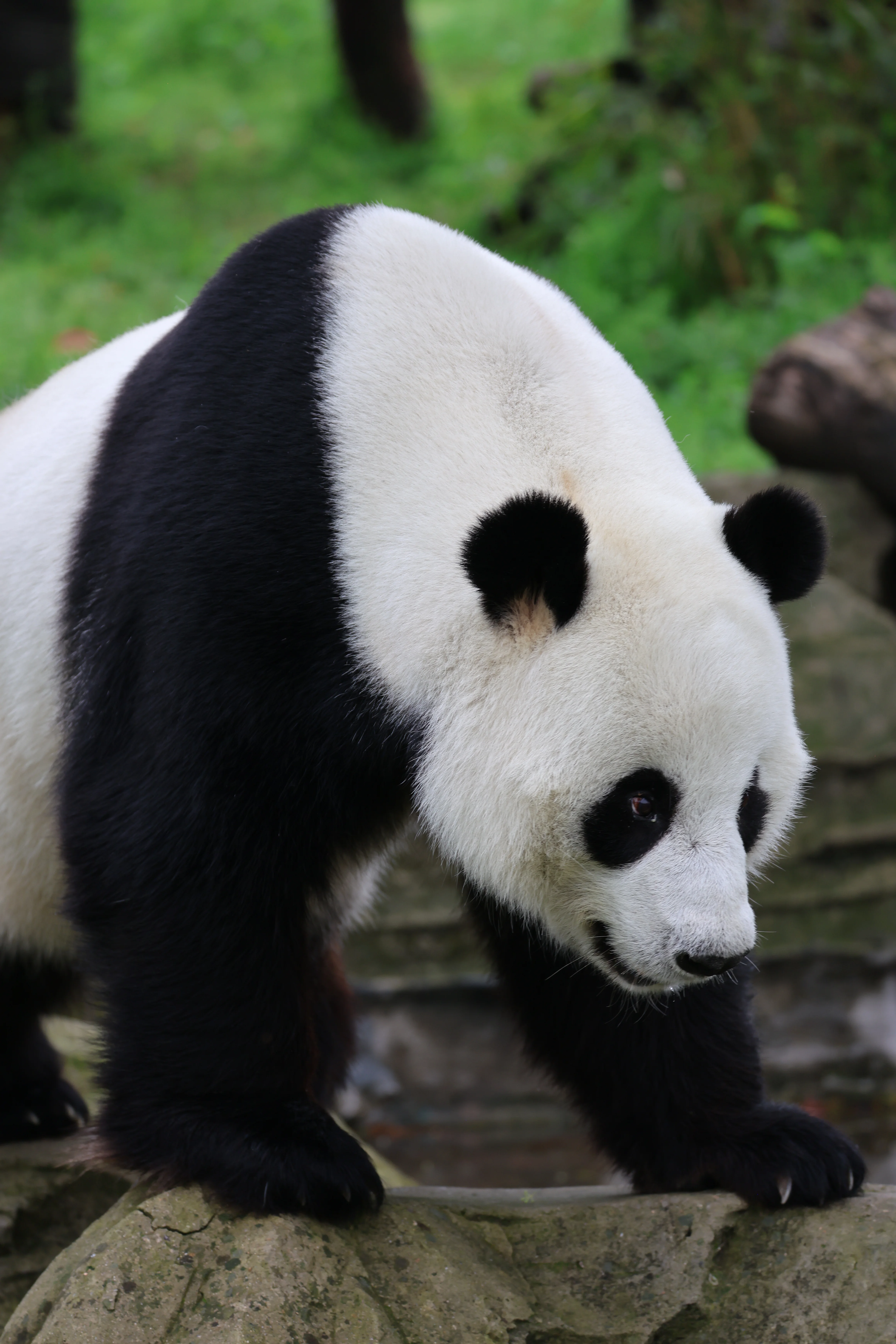 Wuhan Zoo