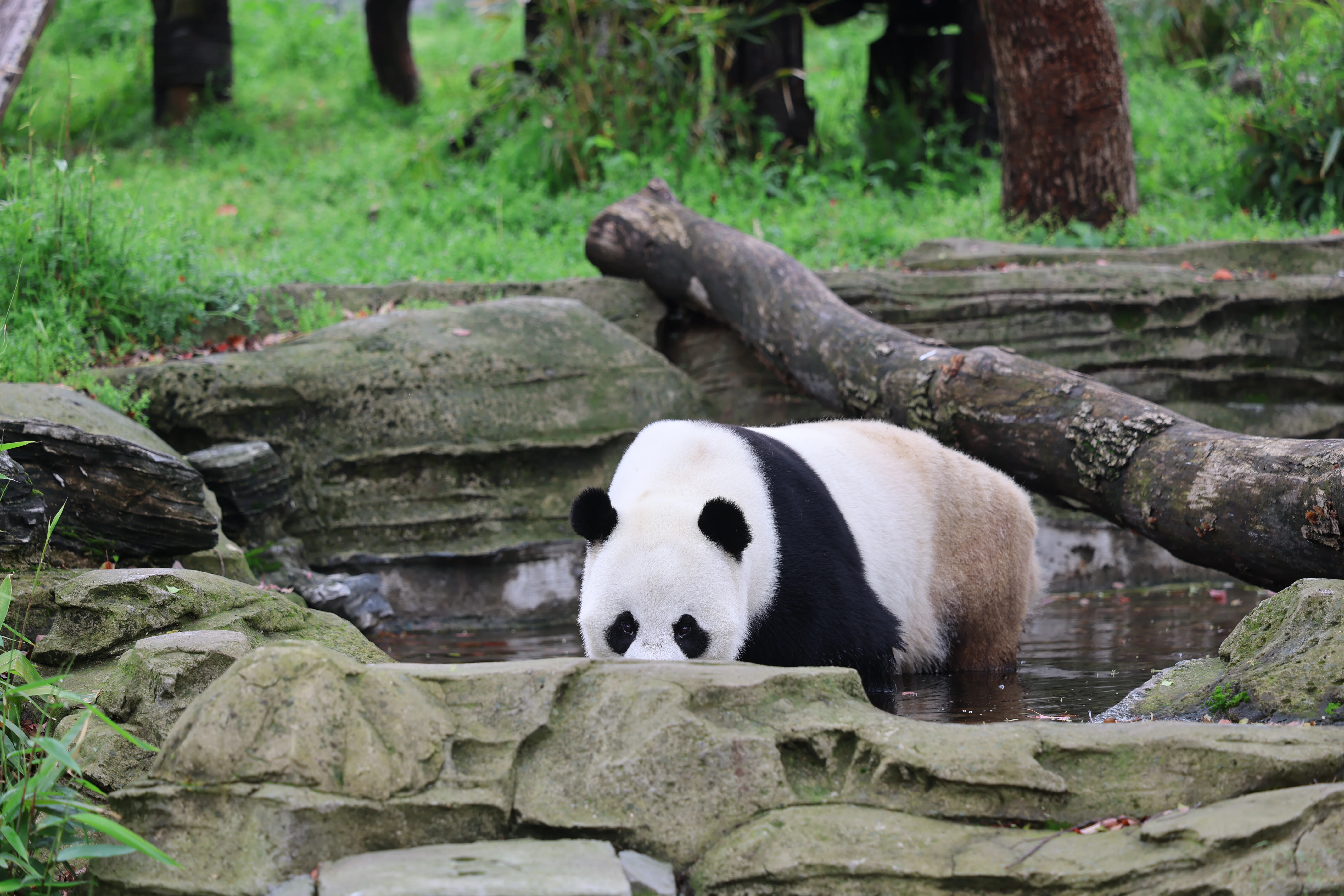 Wuhan Zoo