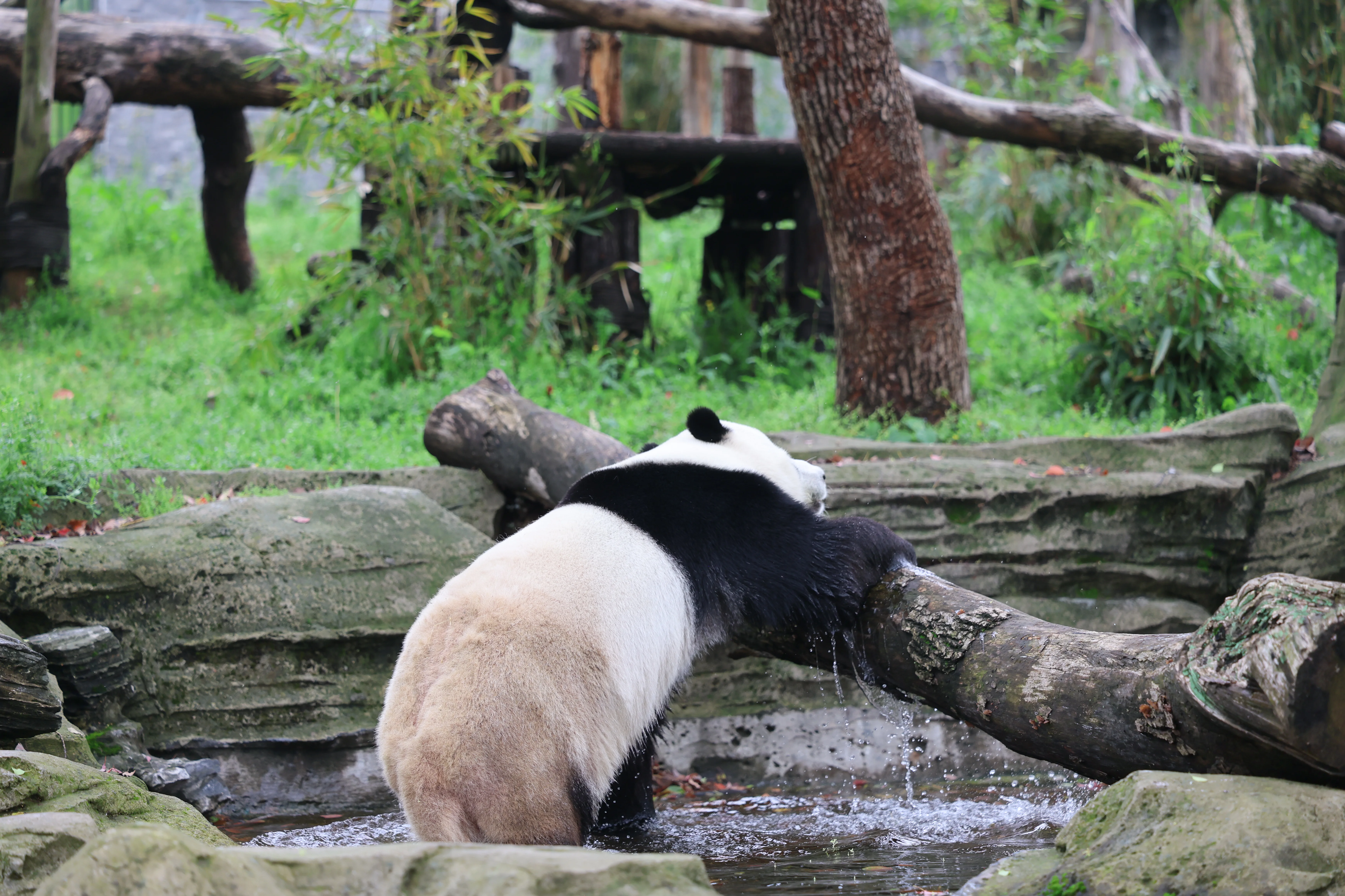 Wuhan Zoo
