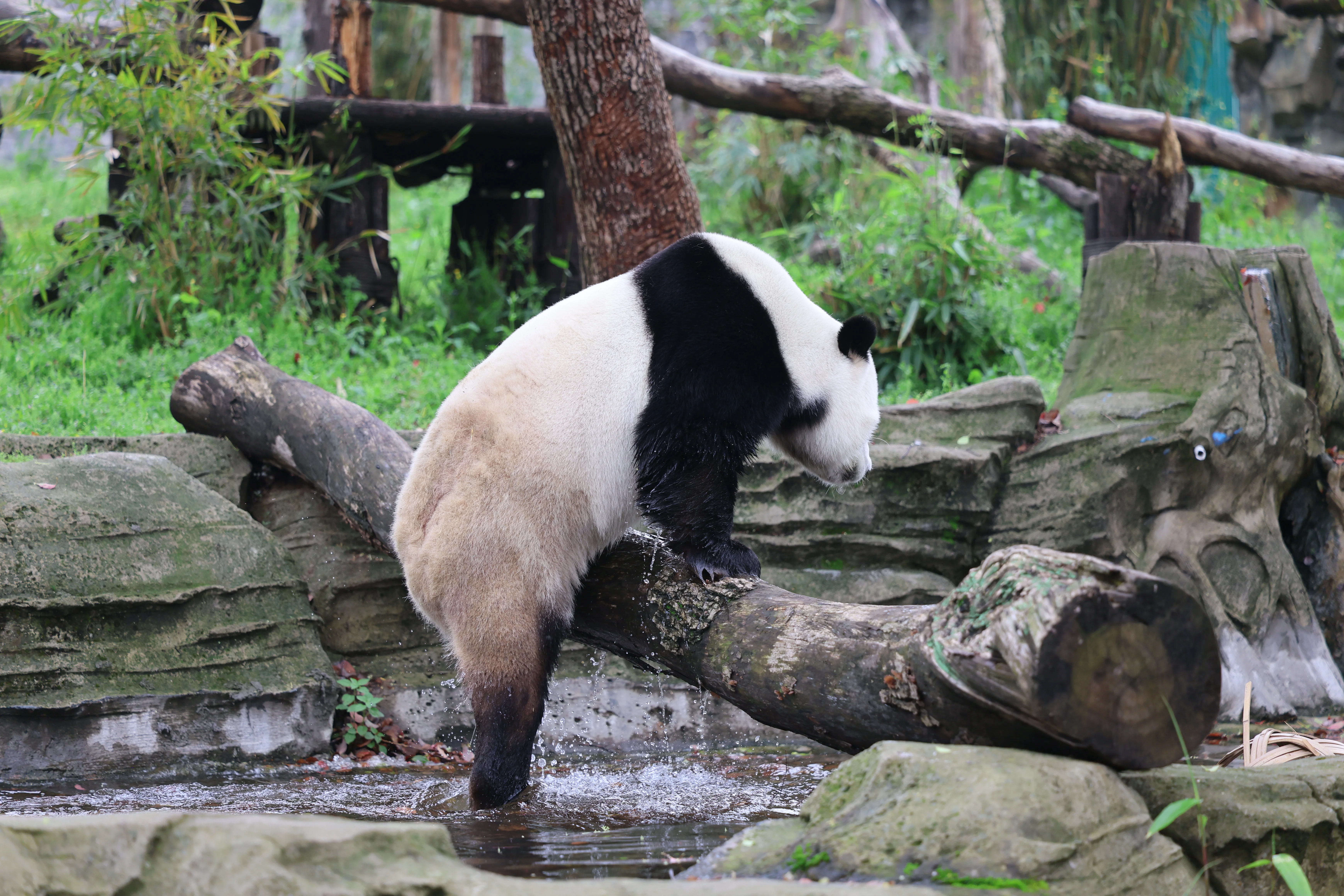Wuhan Zoo