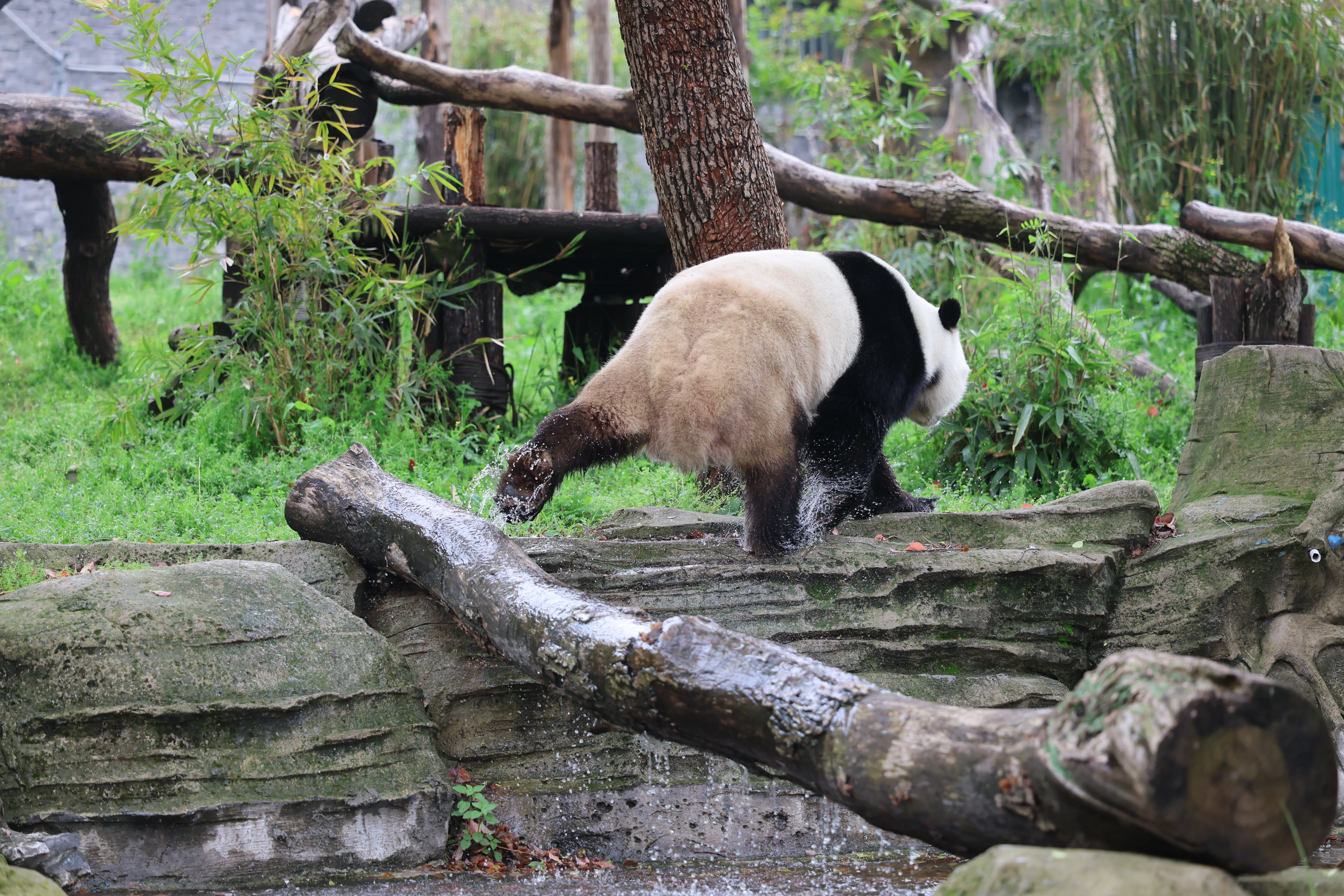 Wuhan Zoo