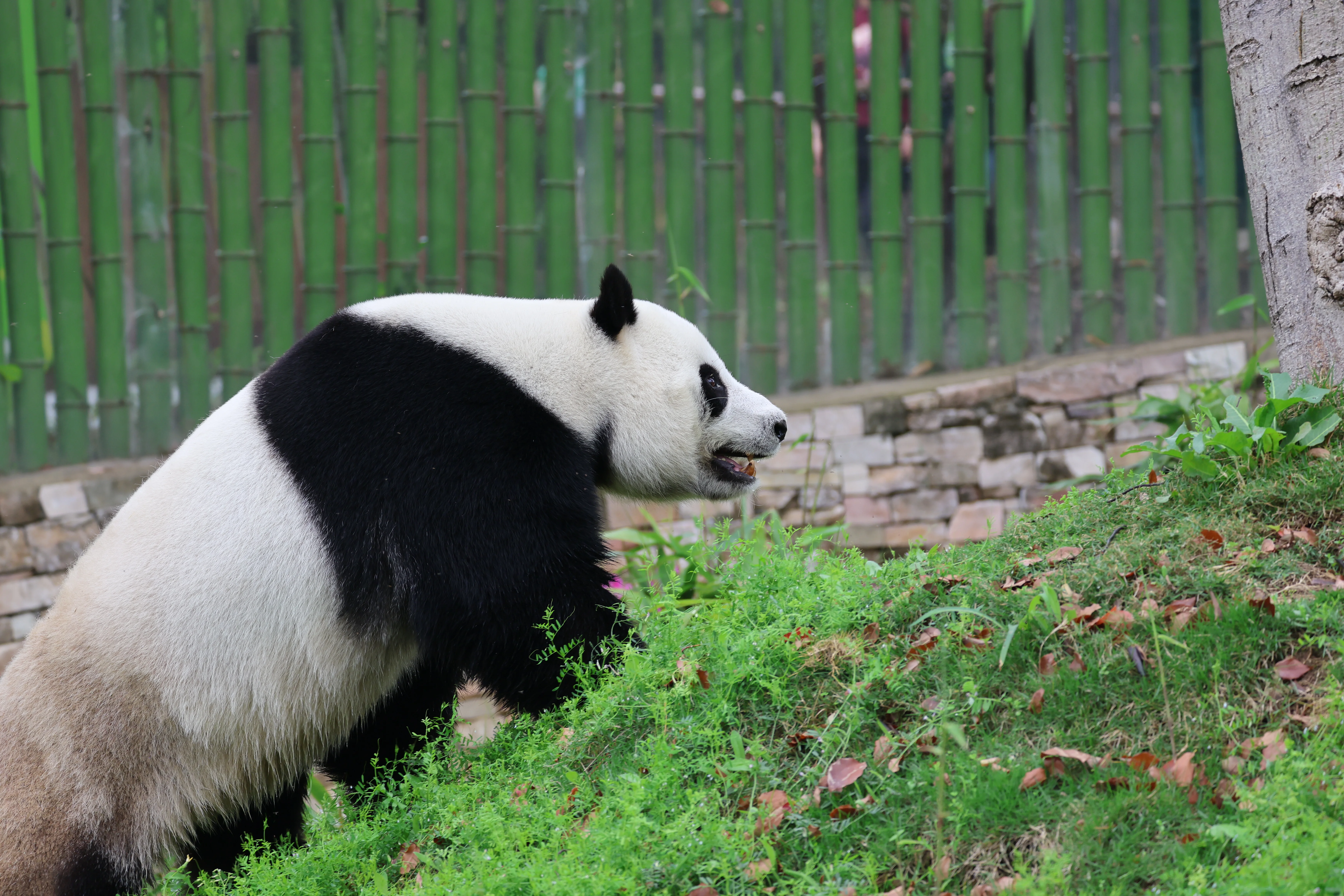 Wuhan Zoo
