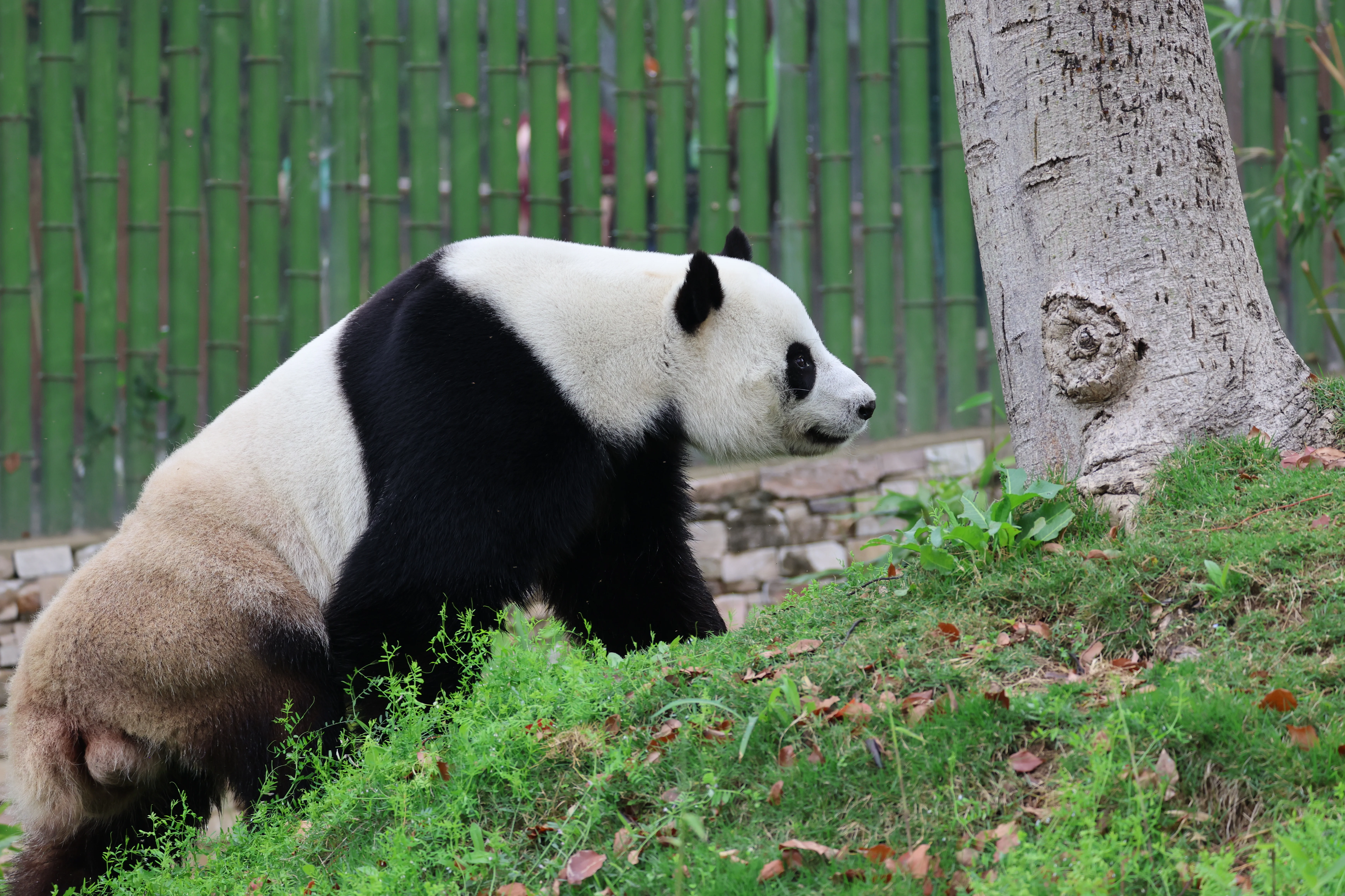 Wuhan Zoo
