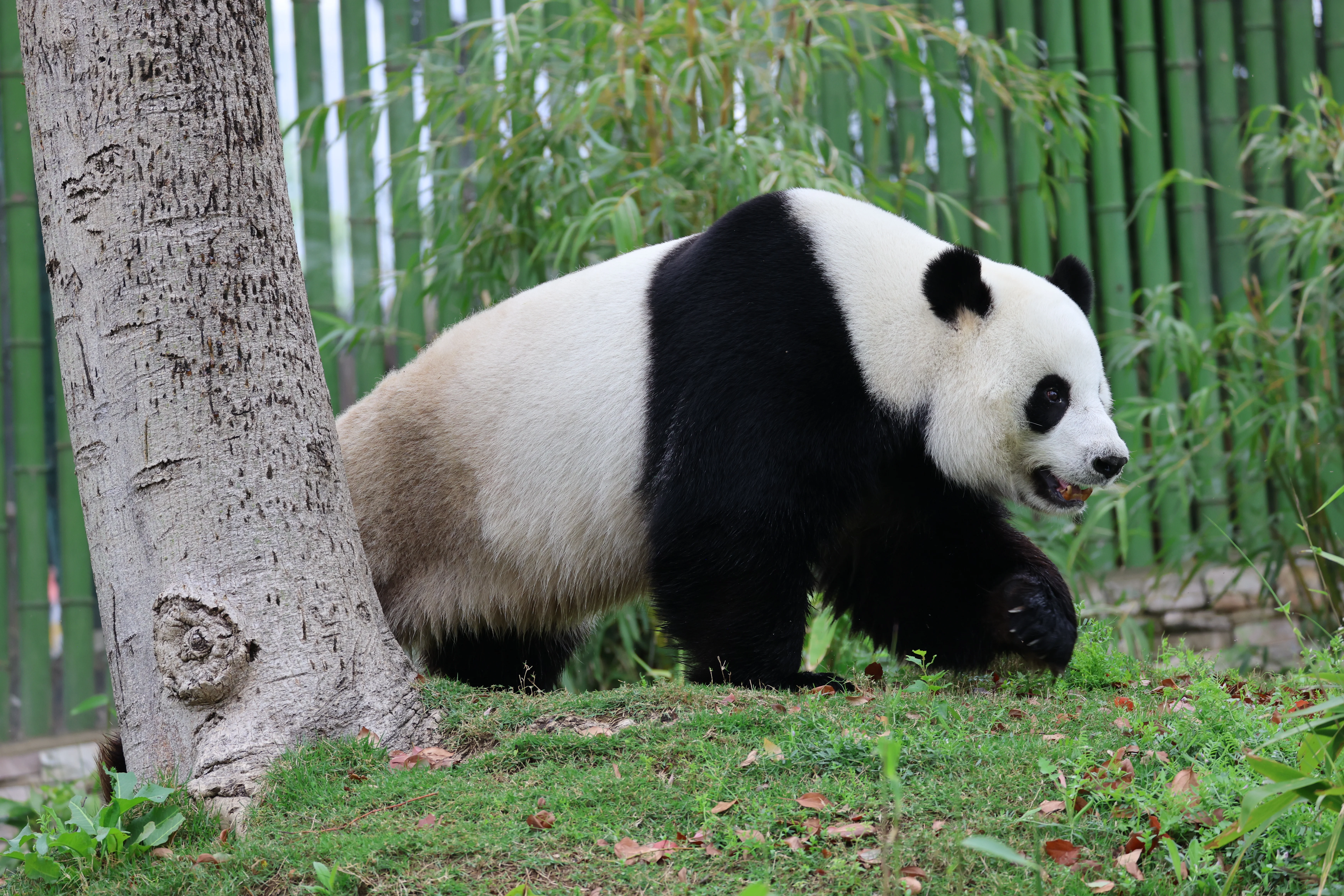 Wuhan Zoo