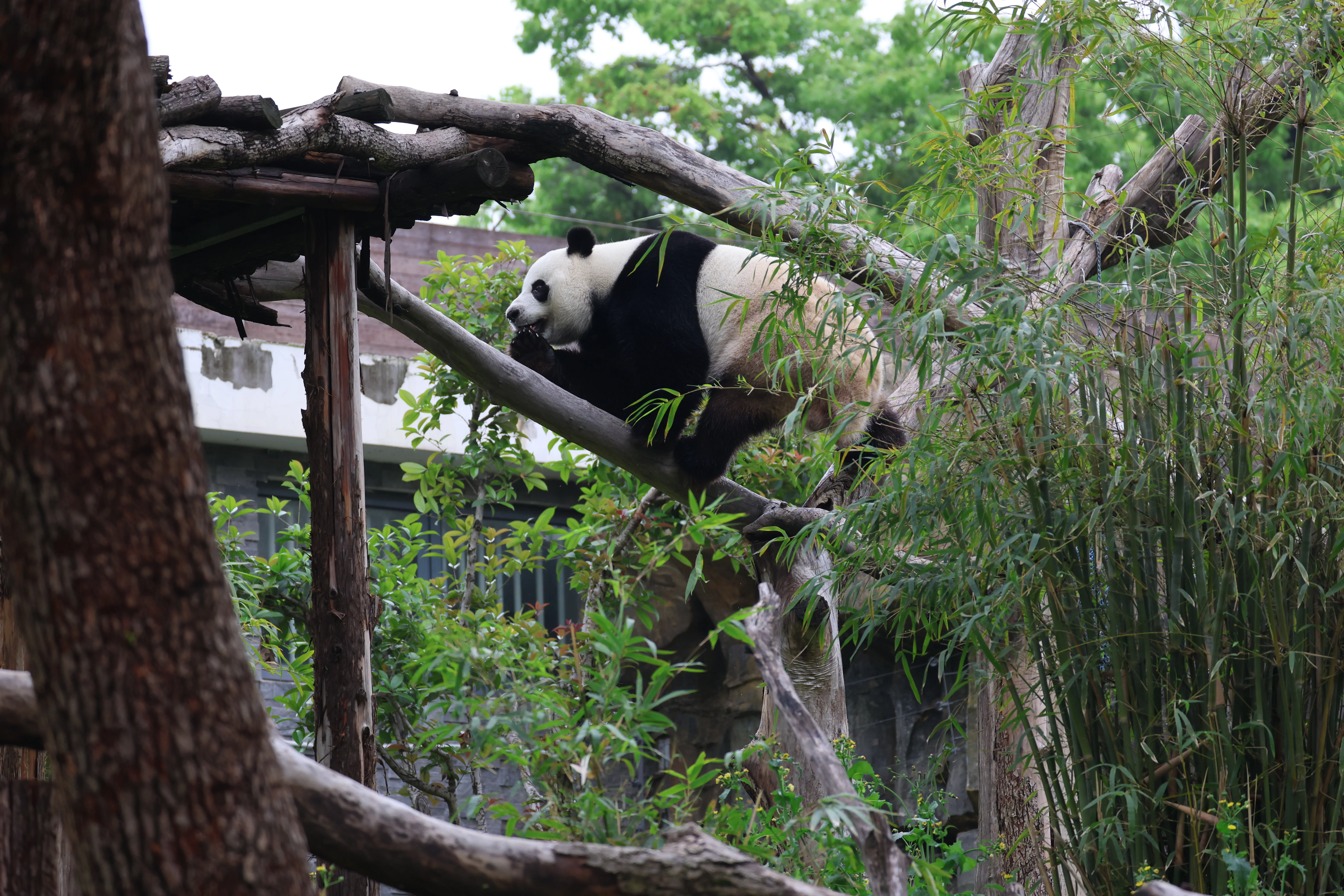 Wuhan Zoo