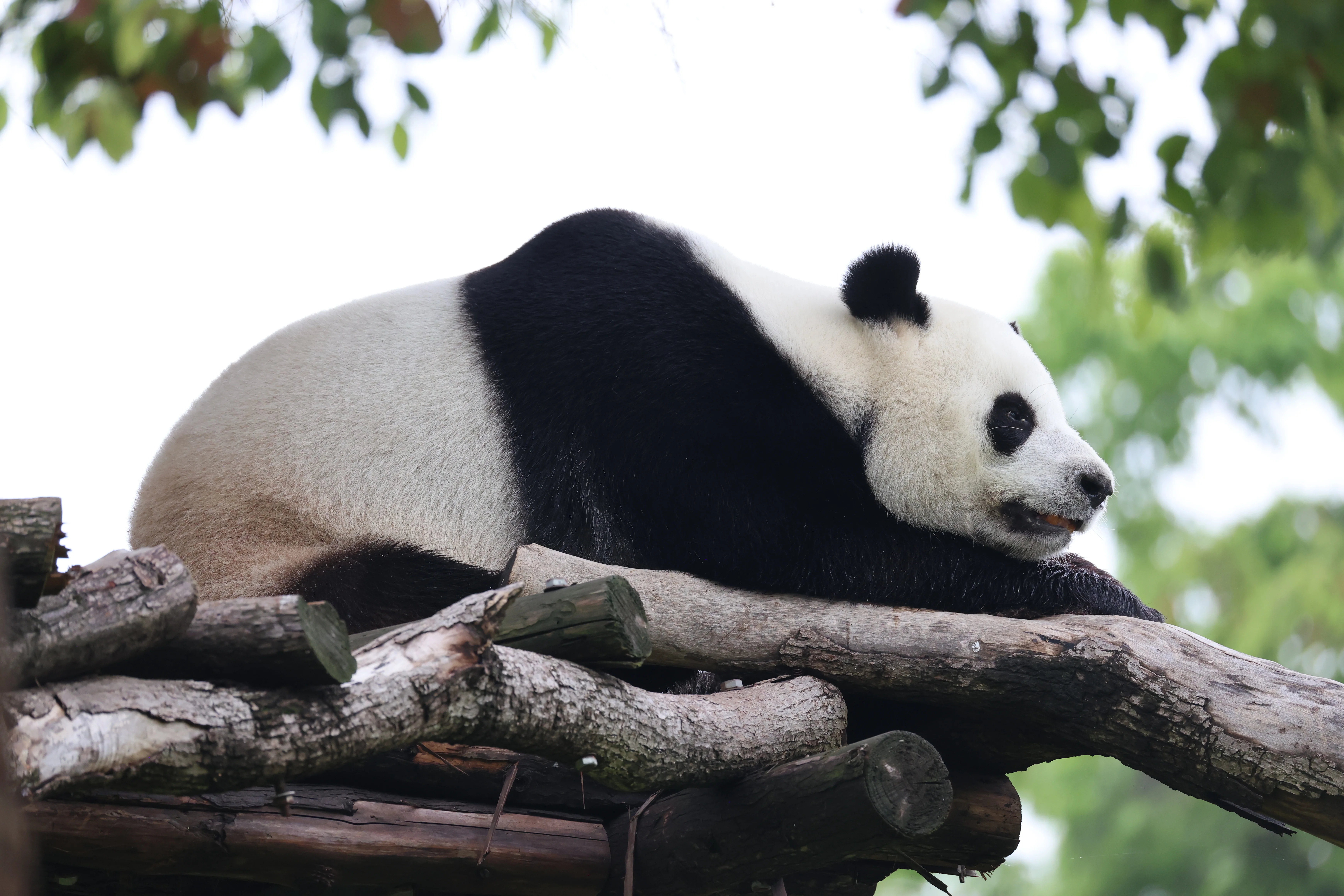 Wuhan Zoo