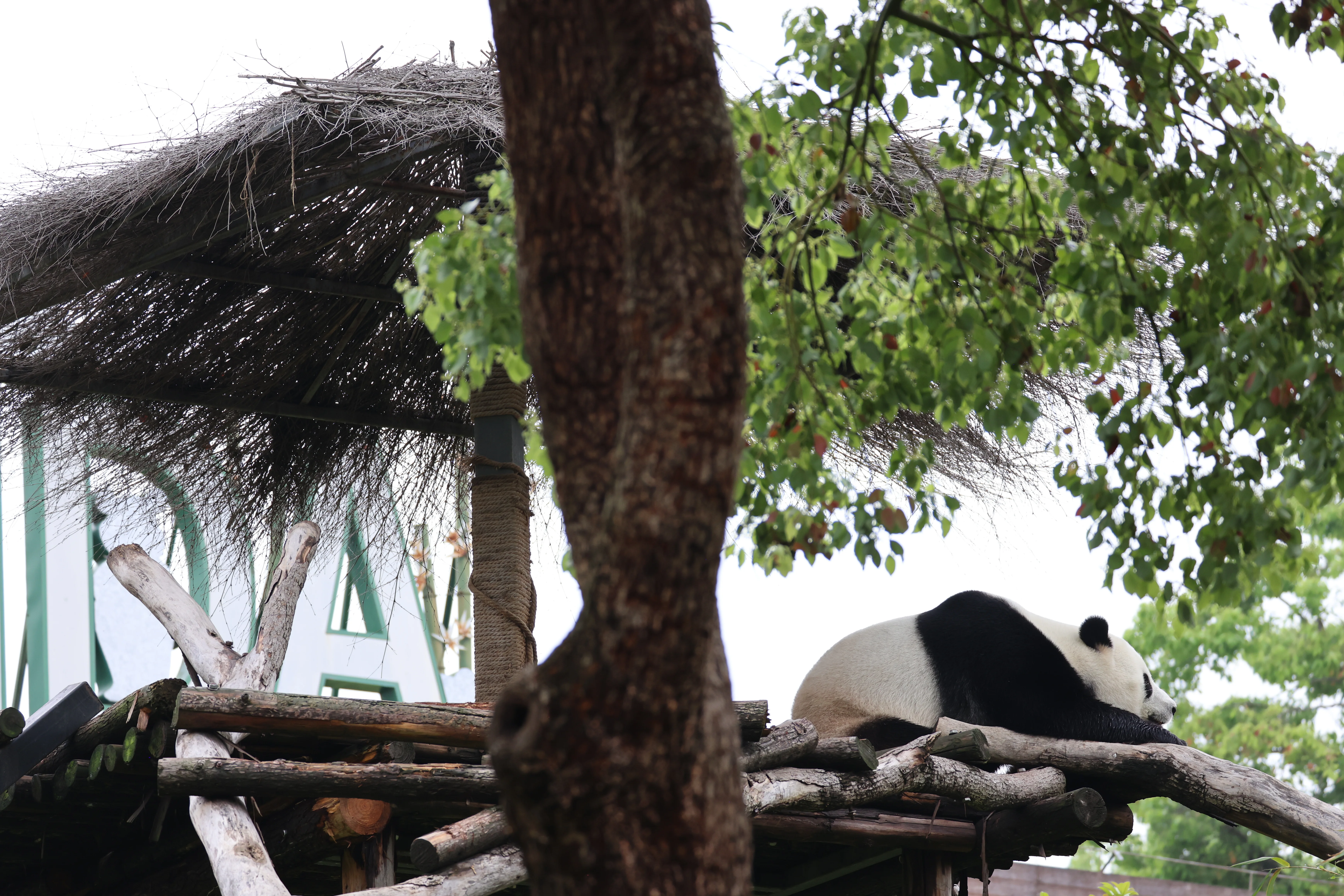 Wuhan Zoo