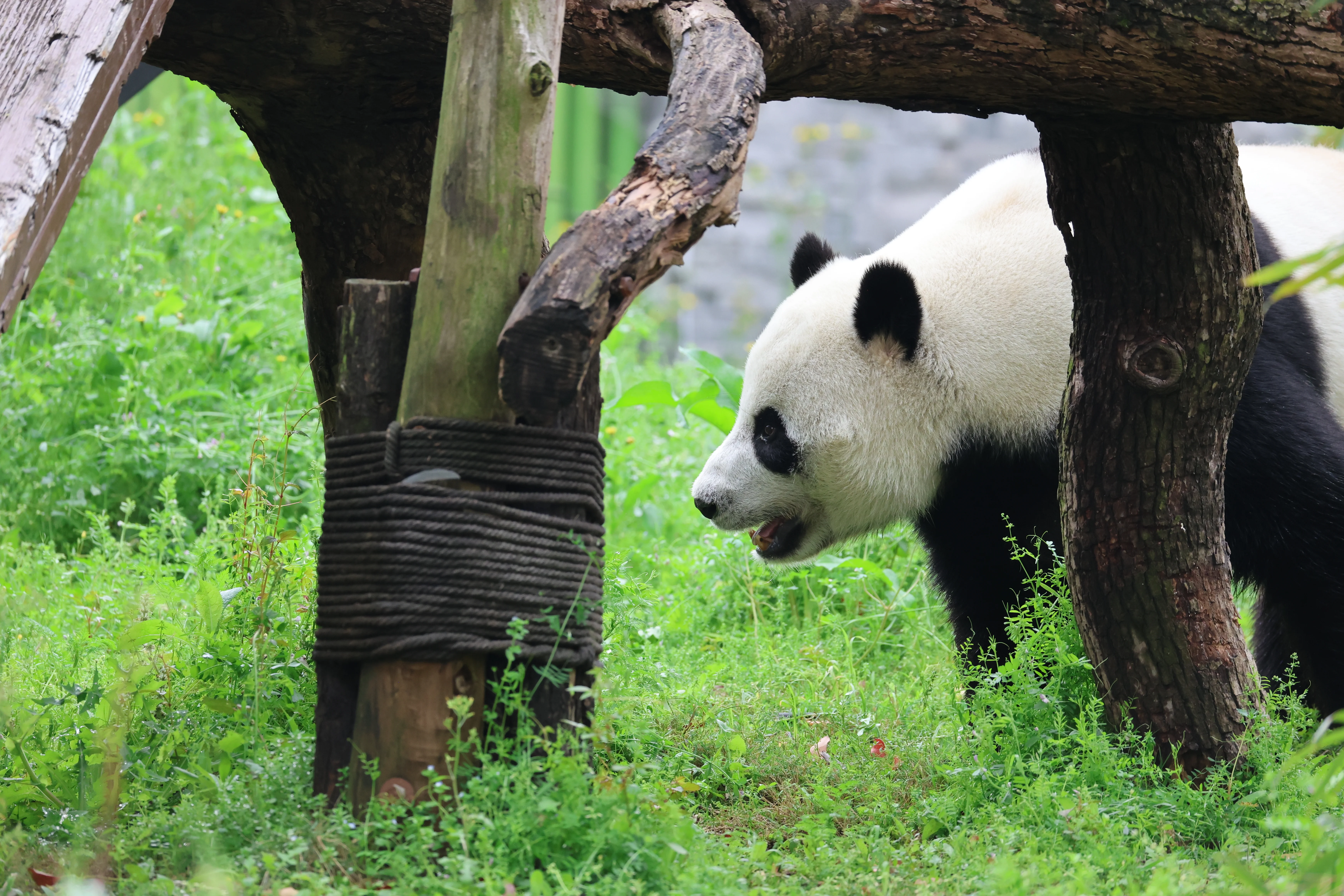 Wuhan Zoo