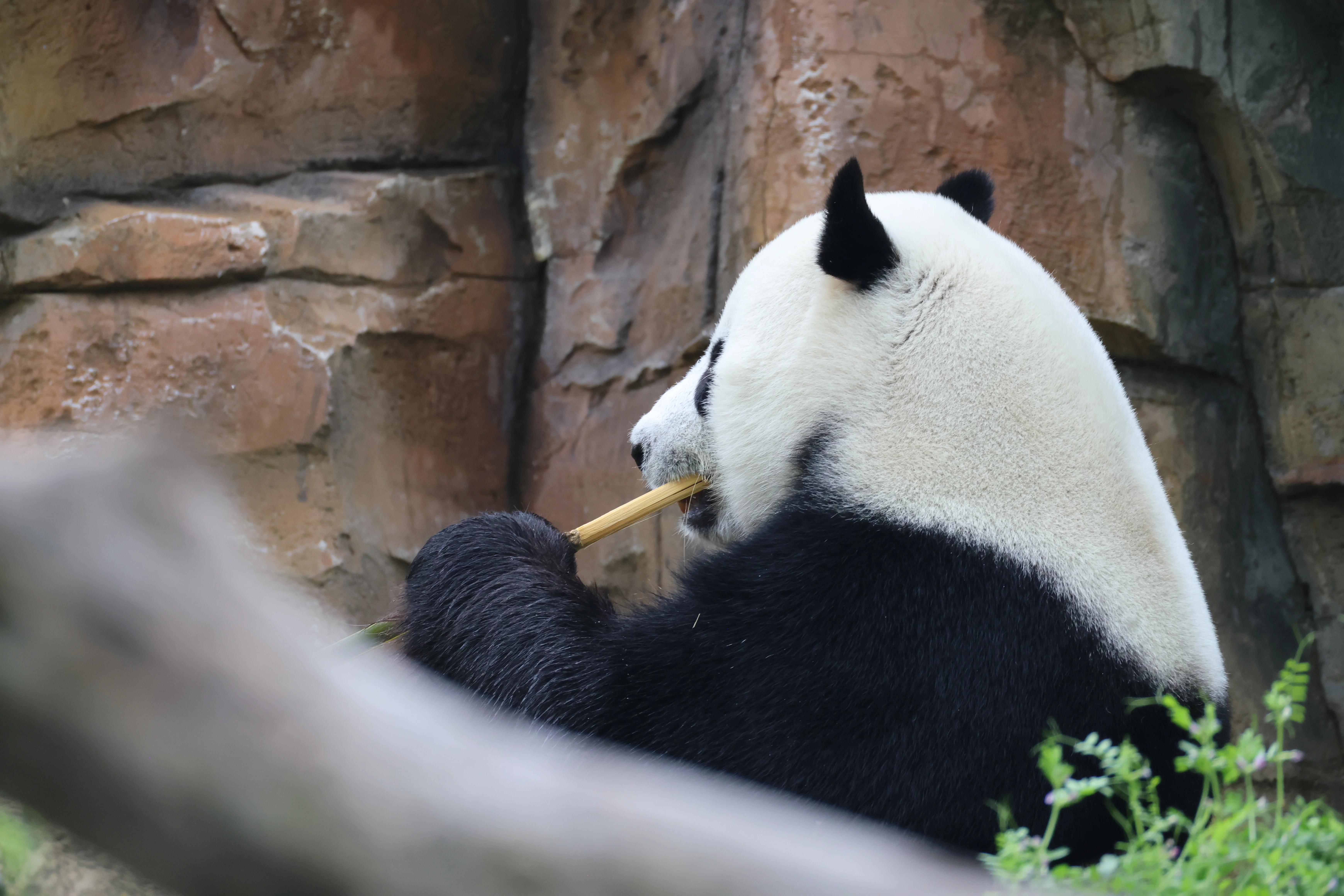 Wuhan Zoo