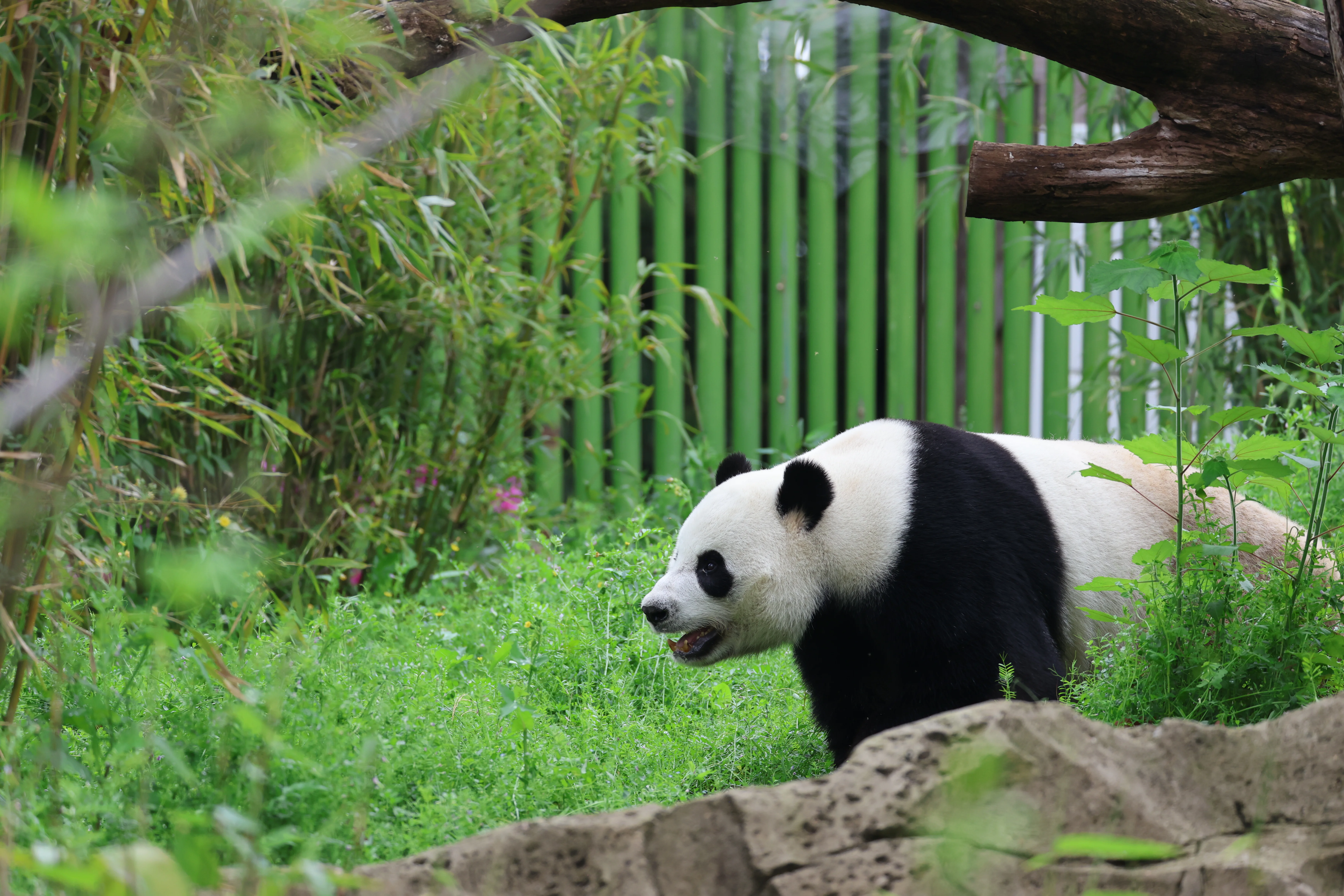 Wuhan Zoo