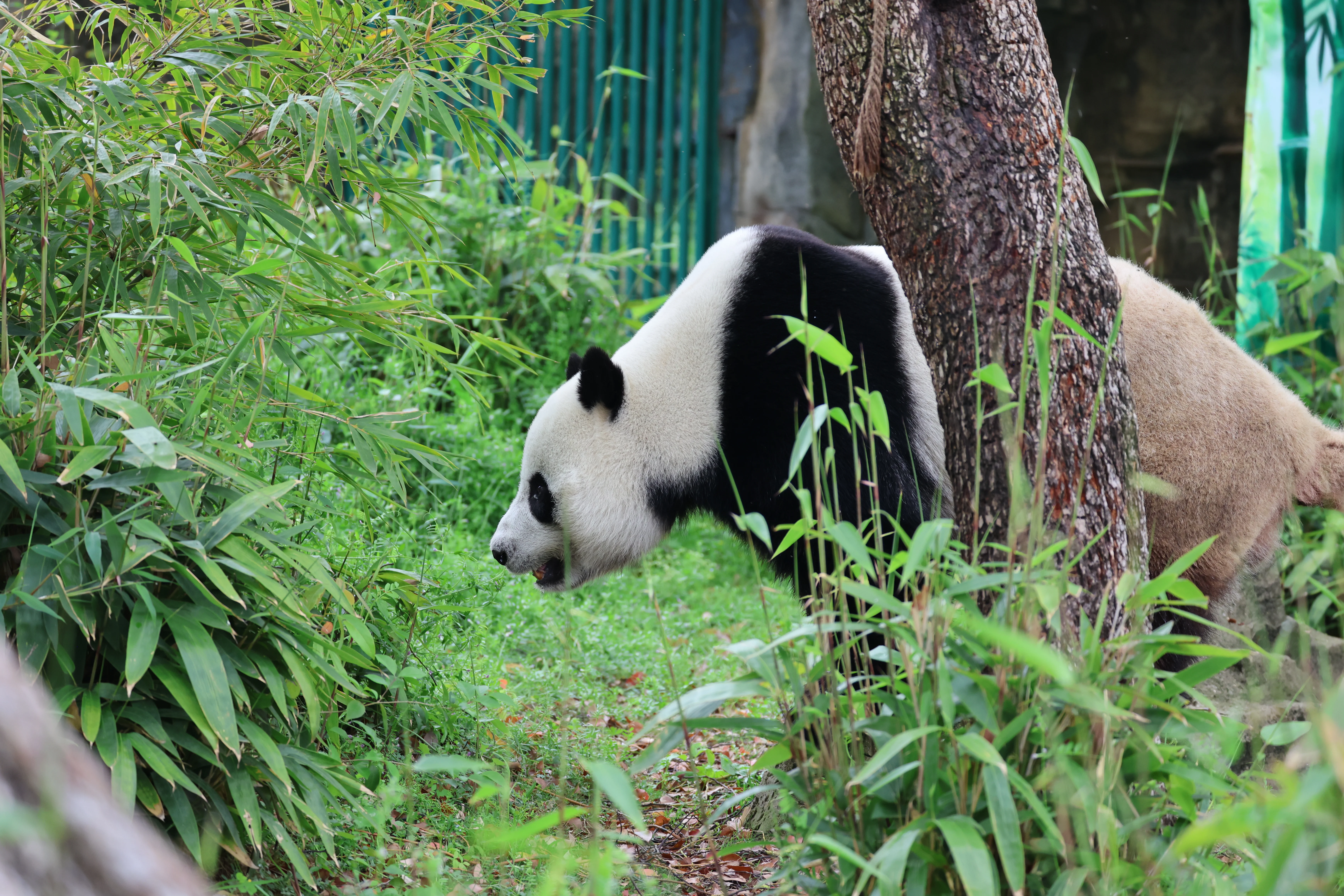 Wuhan Zoo
