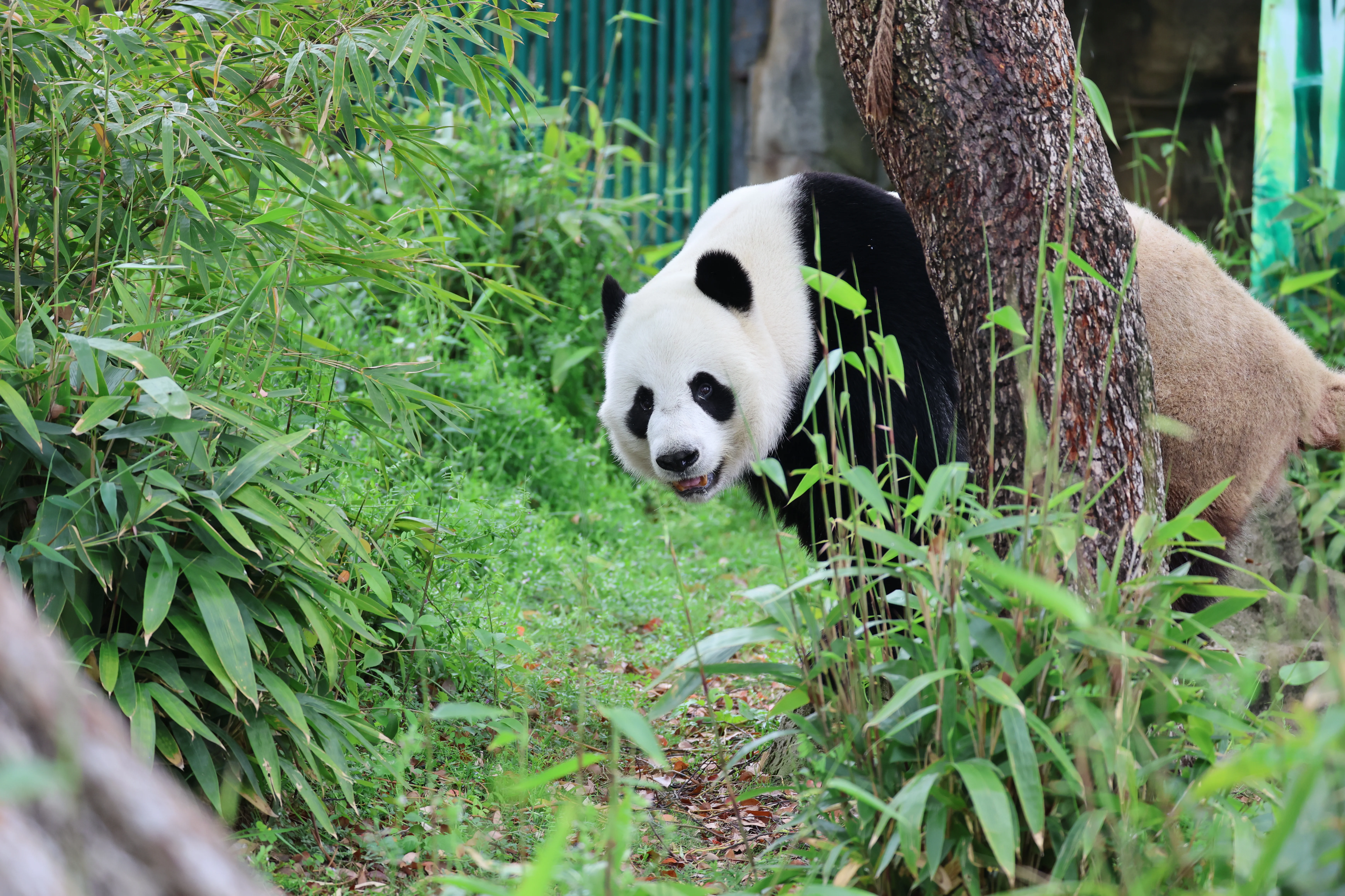 Wuhan Zoo