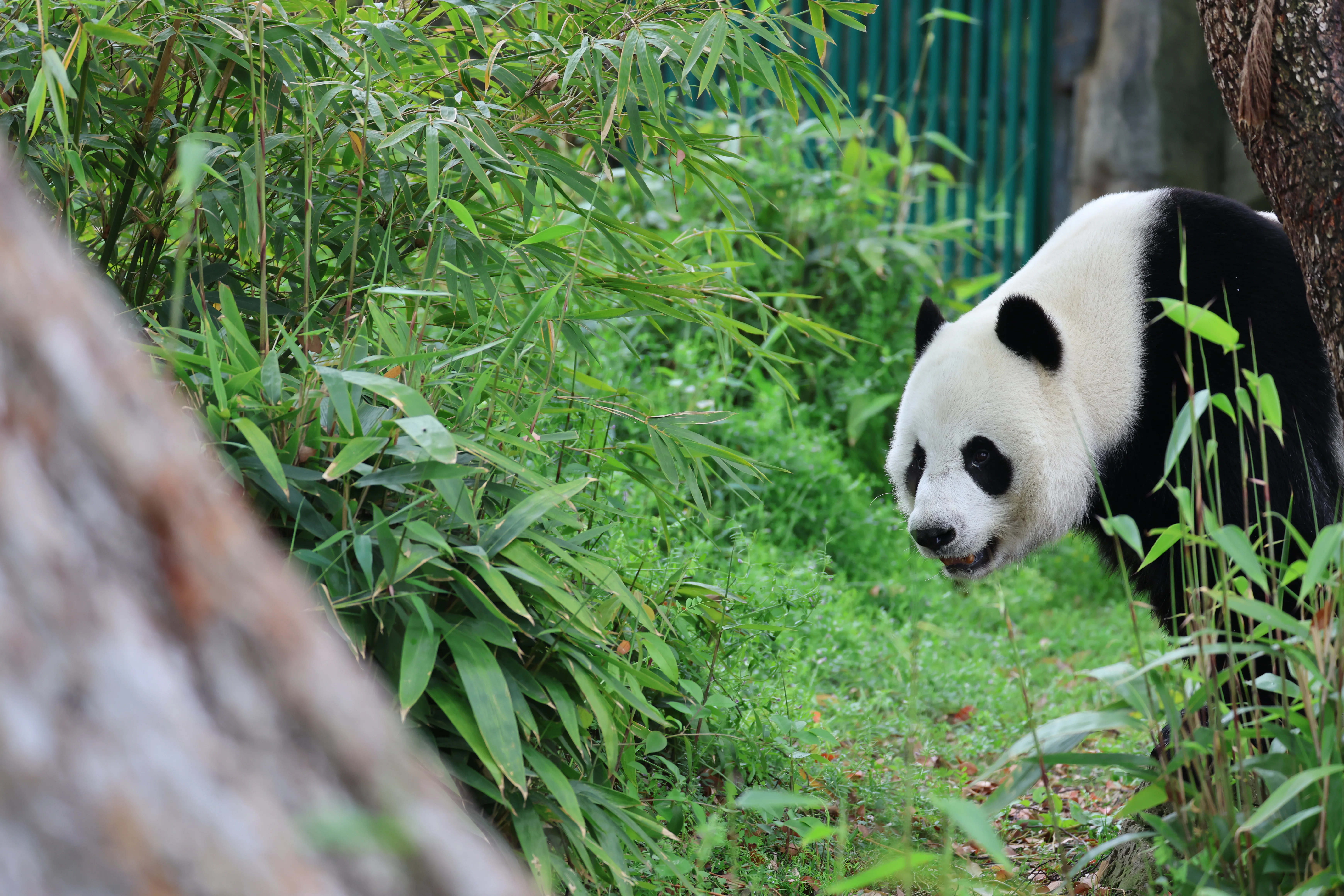 Wuhan Zoo