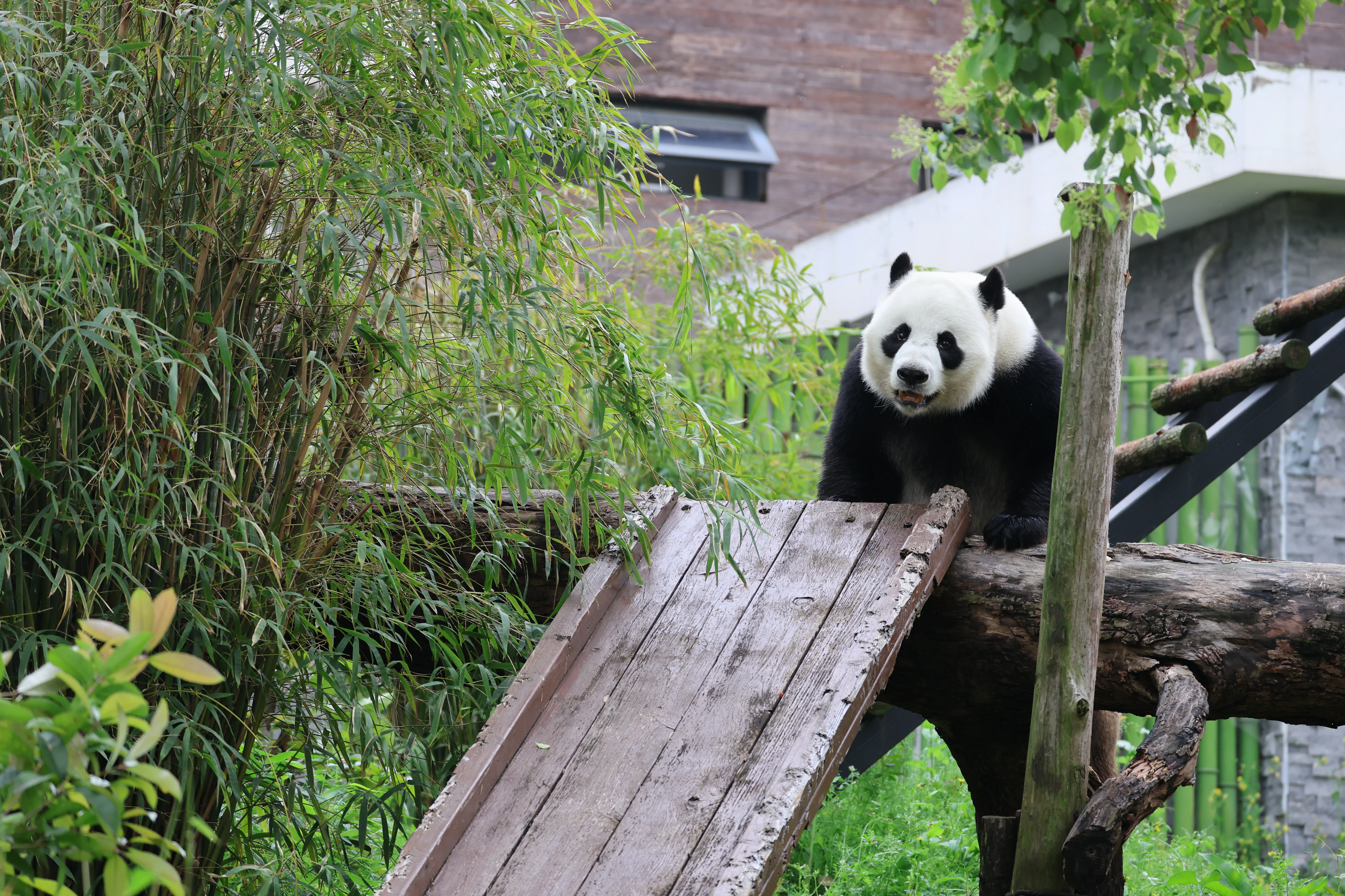 Wuhan Zoo