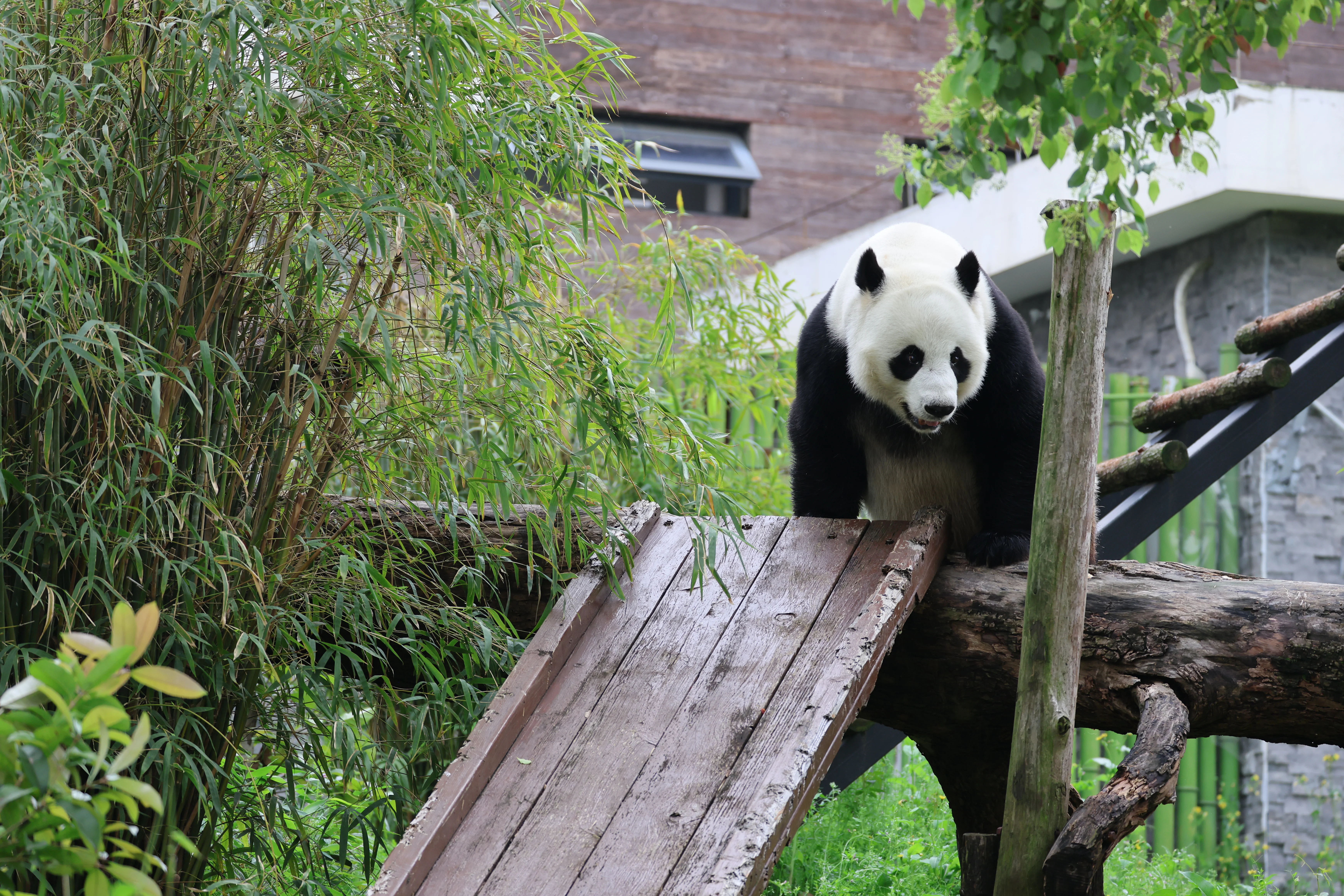 Wuhan Zoo