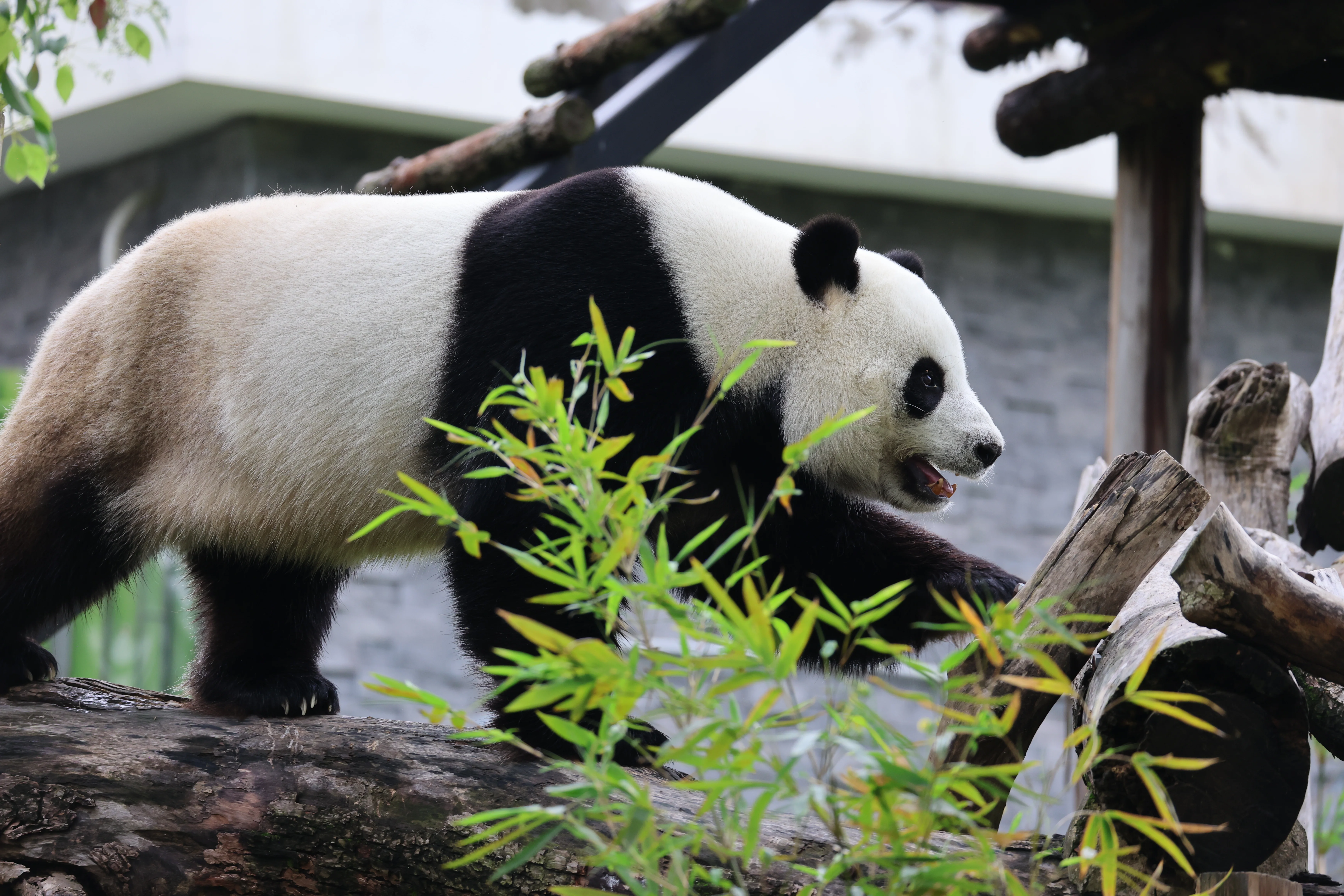 Wuhan Zoo