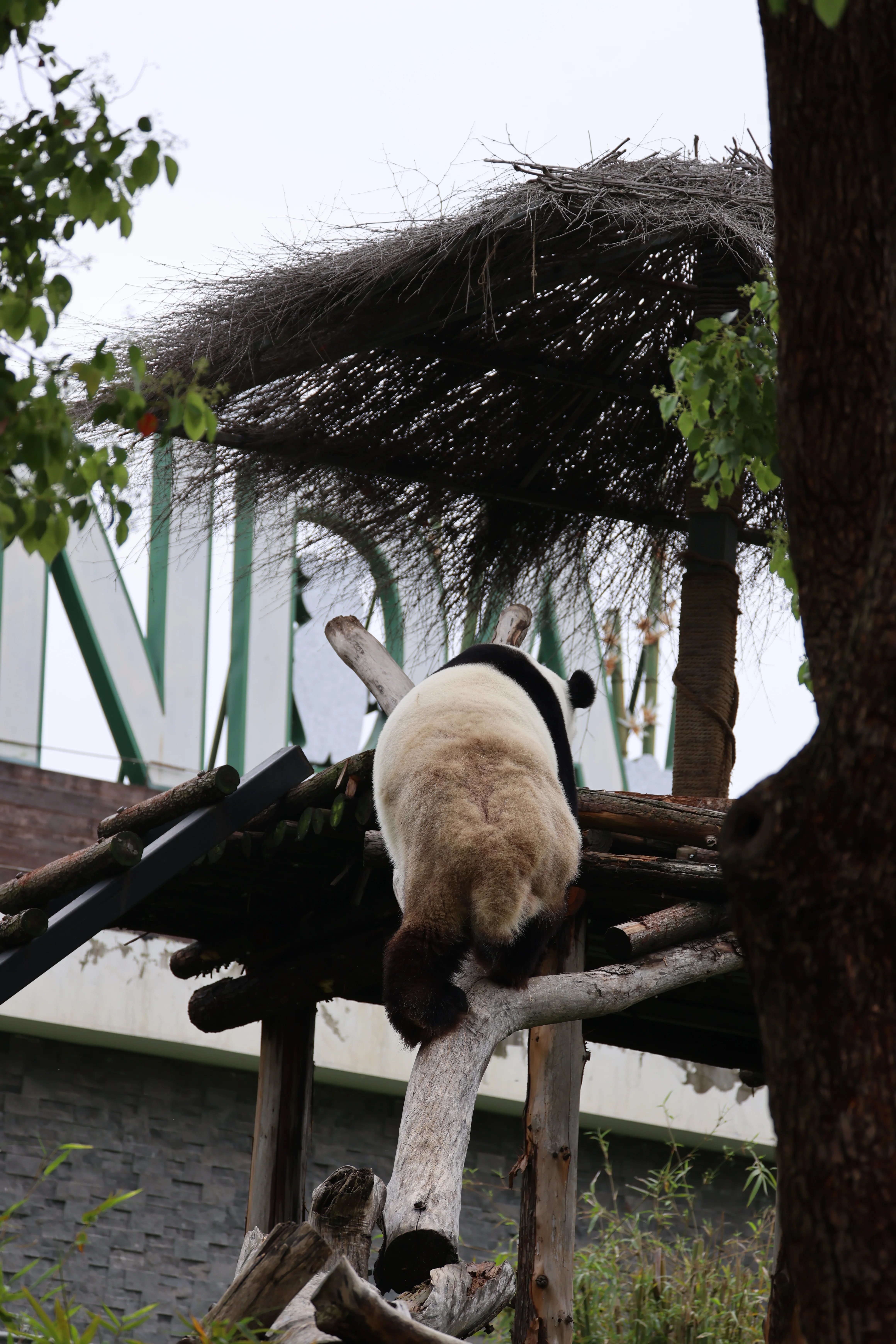 Wuhan Zoo