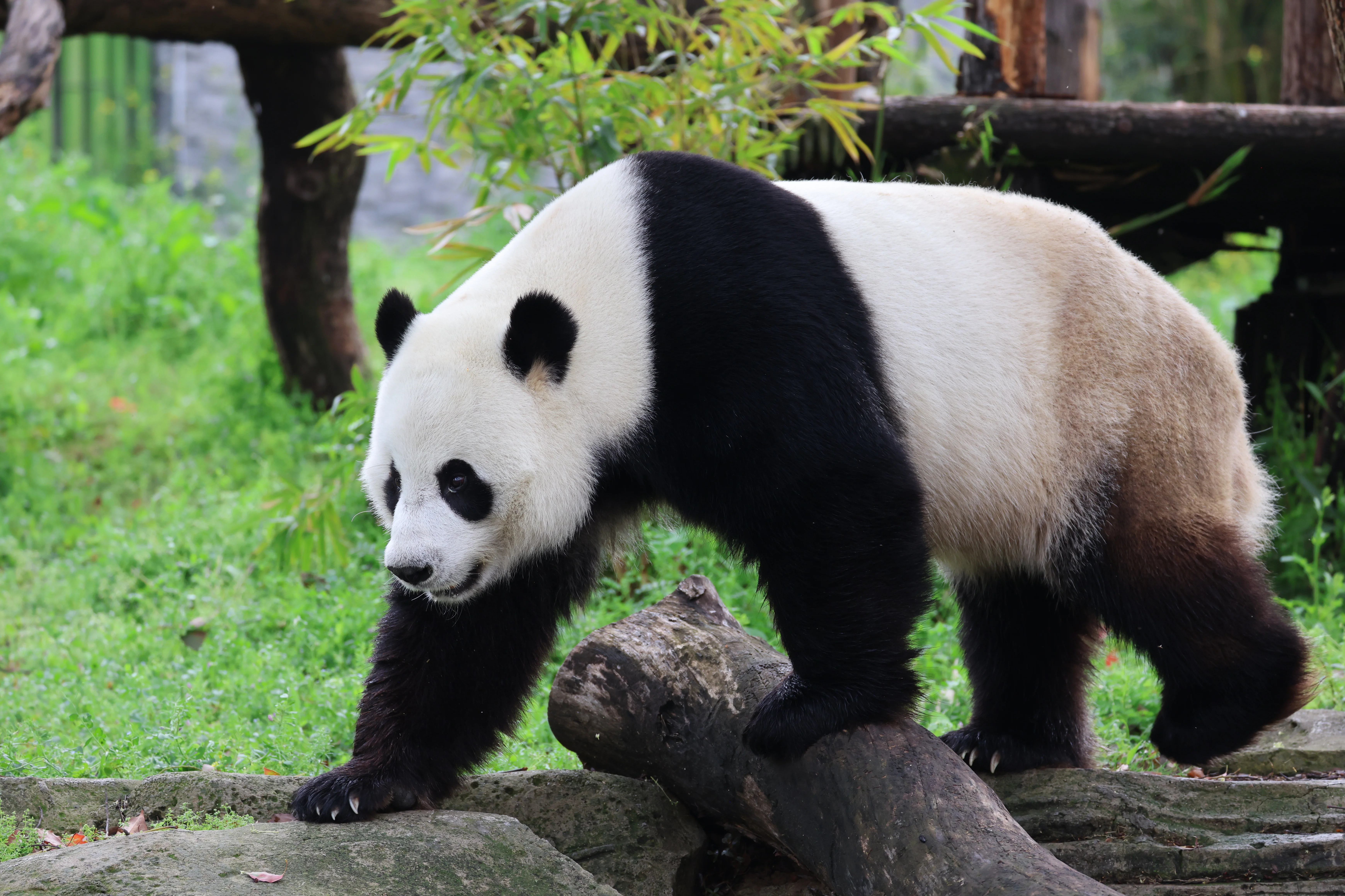 Wuhan Zoo