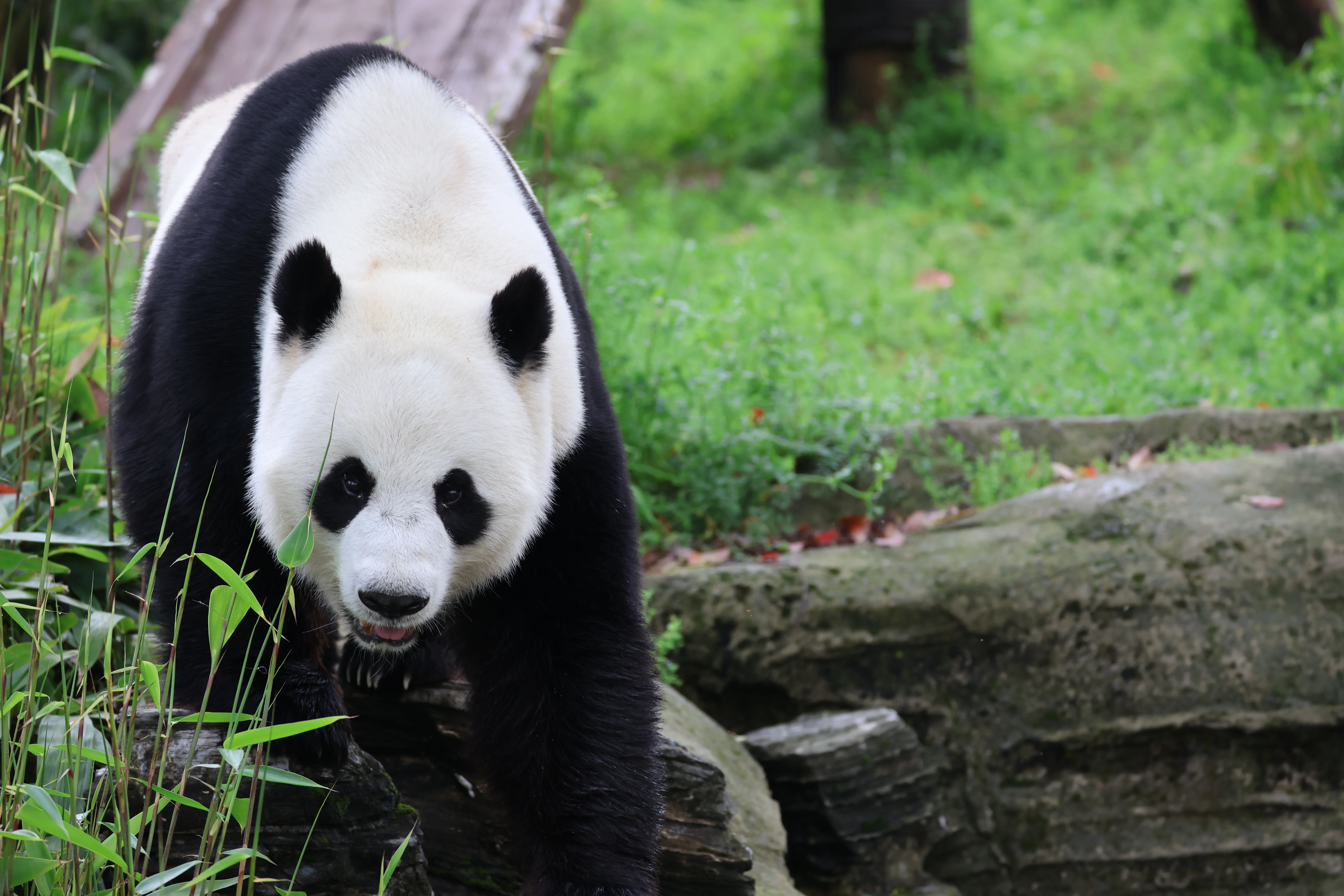 Wuhan Zoo