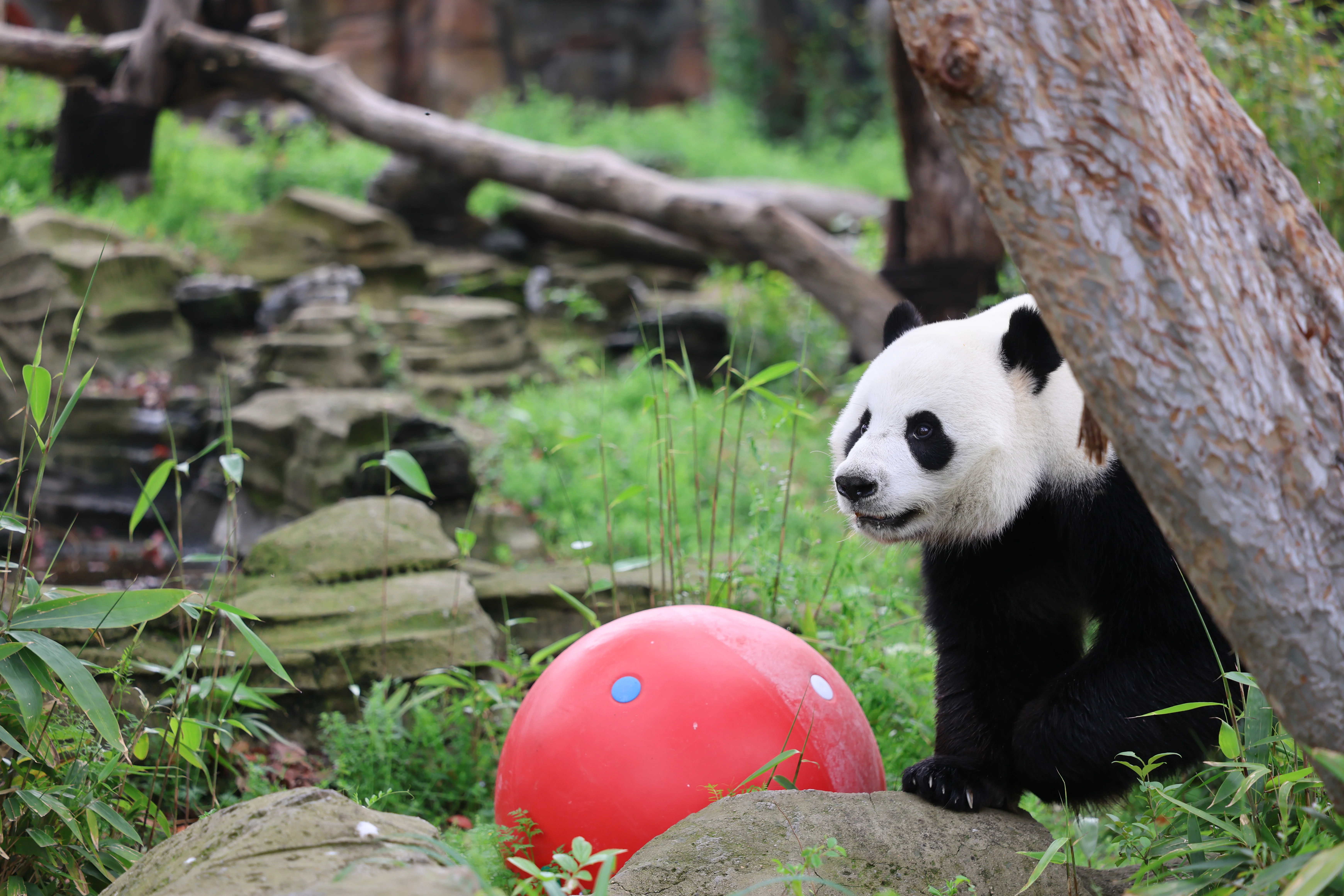 Wuhan Zoo