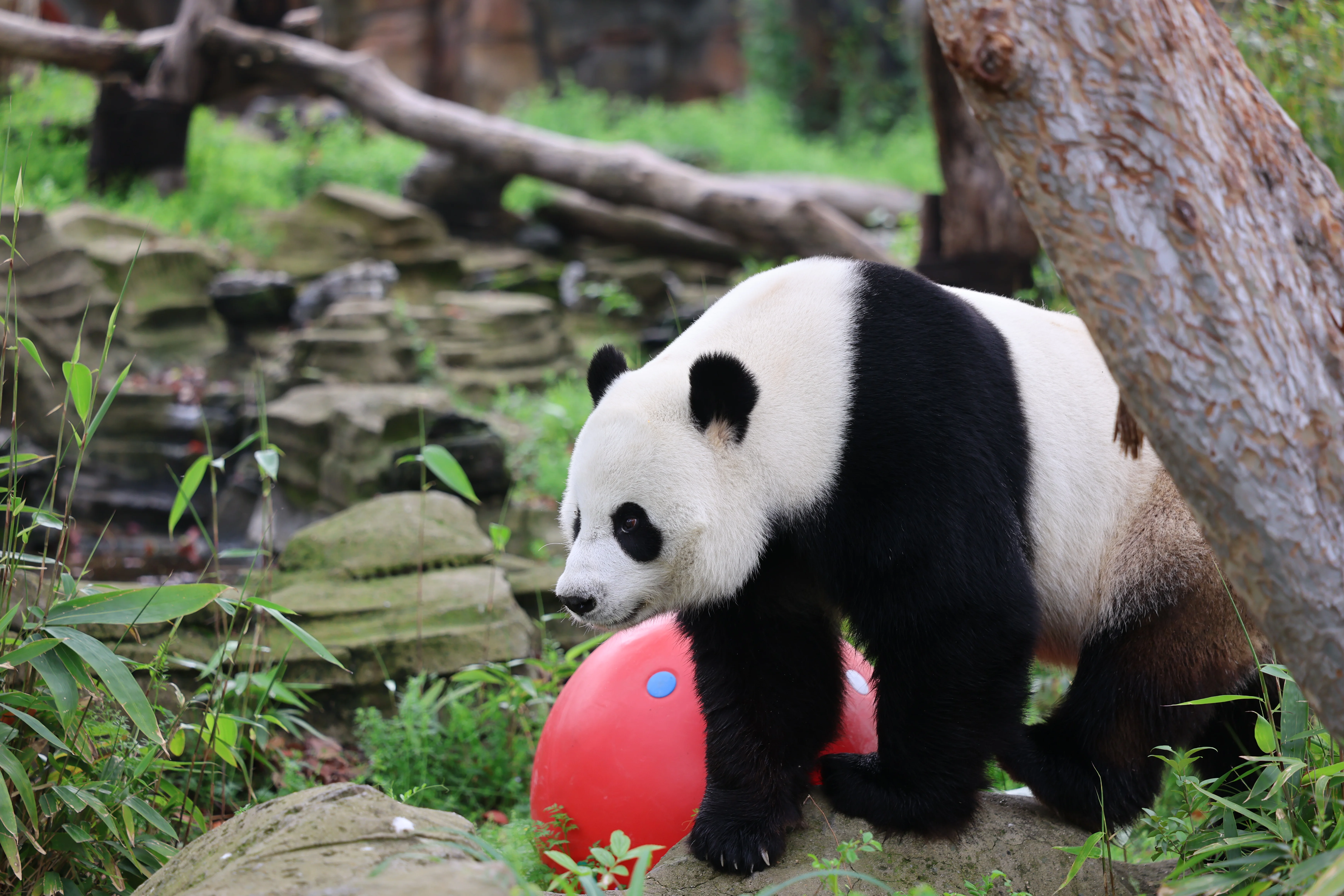 Wuhan Zoo