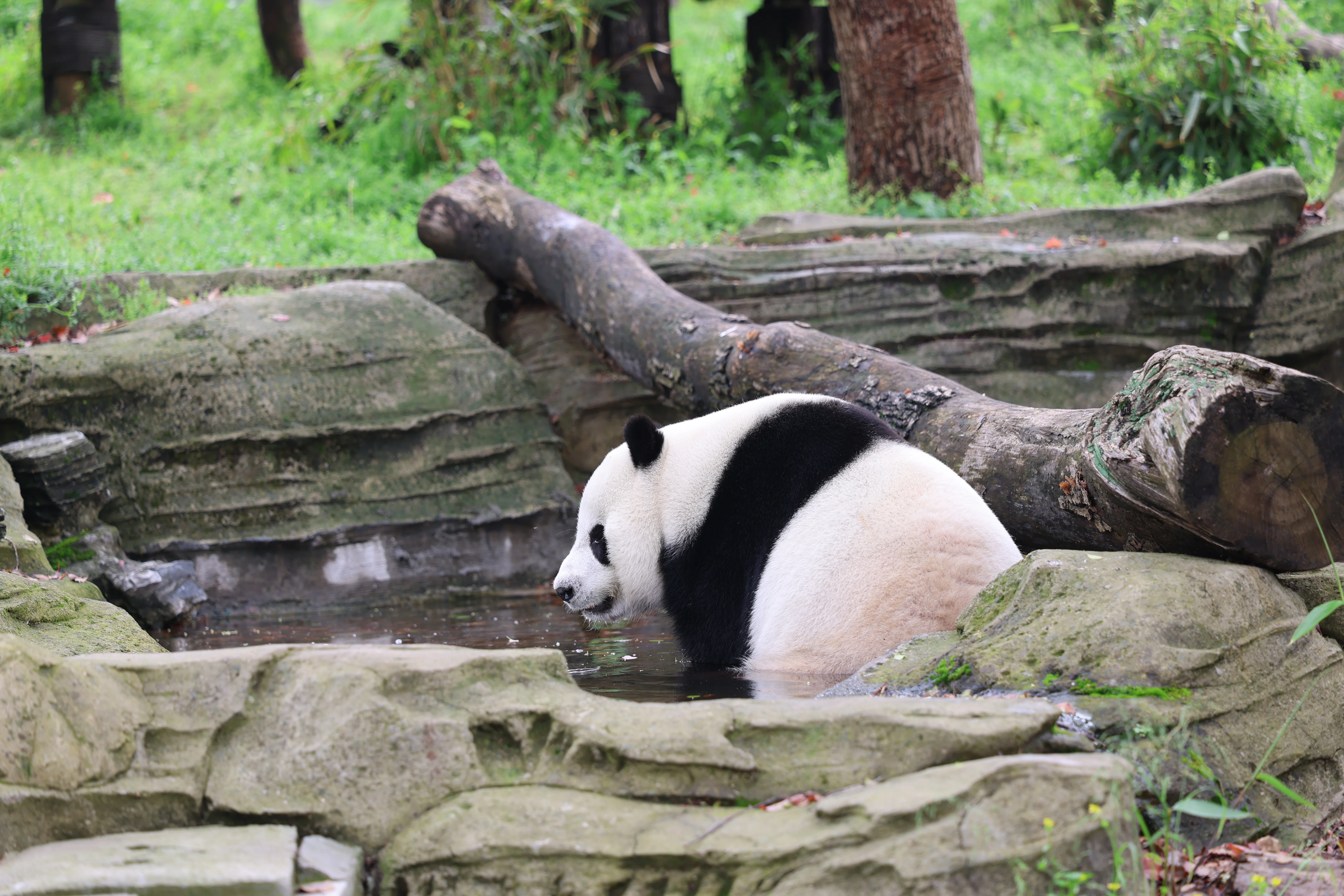 Wuhan Zoo