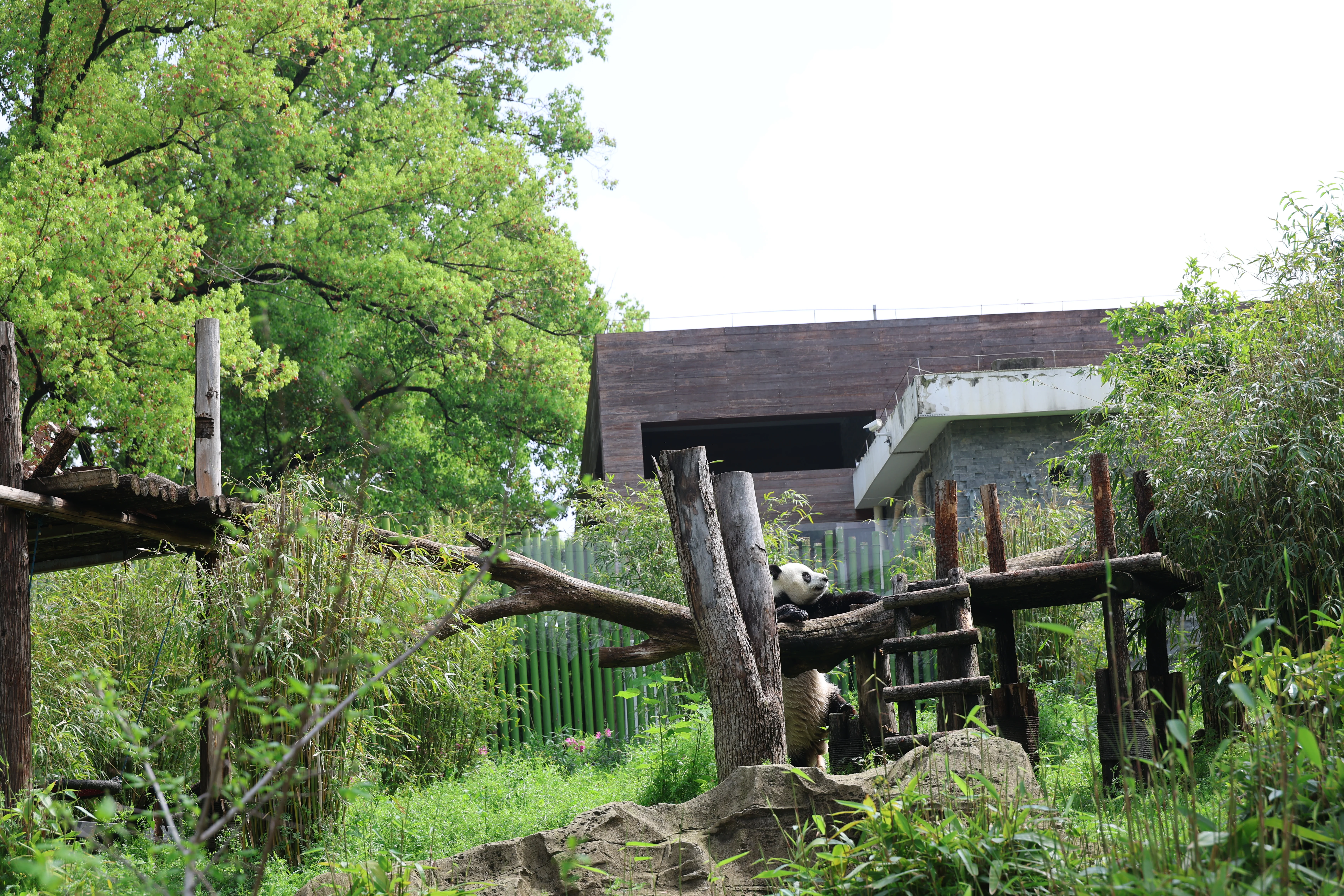 Wuhan Zoo