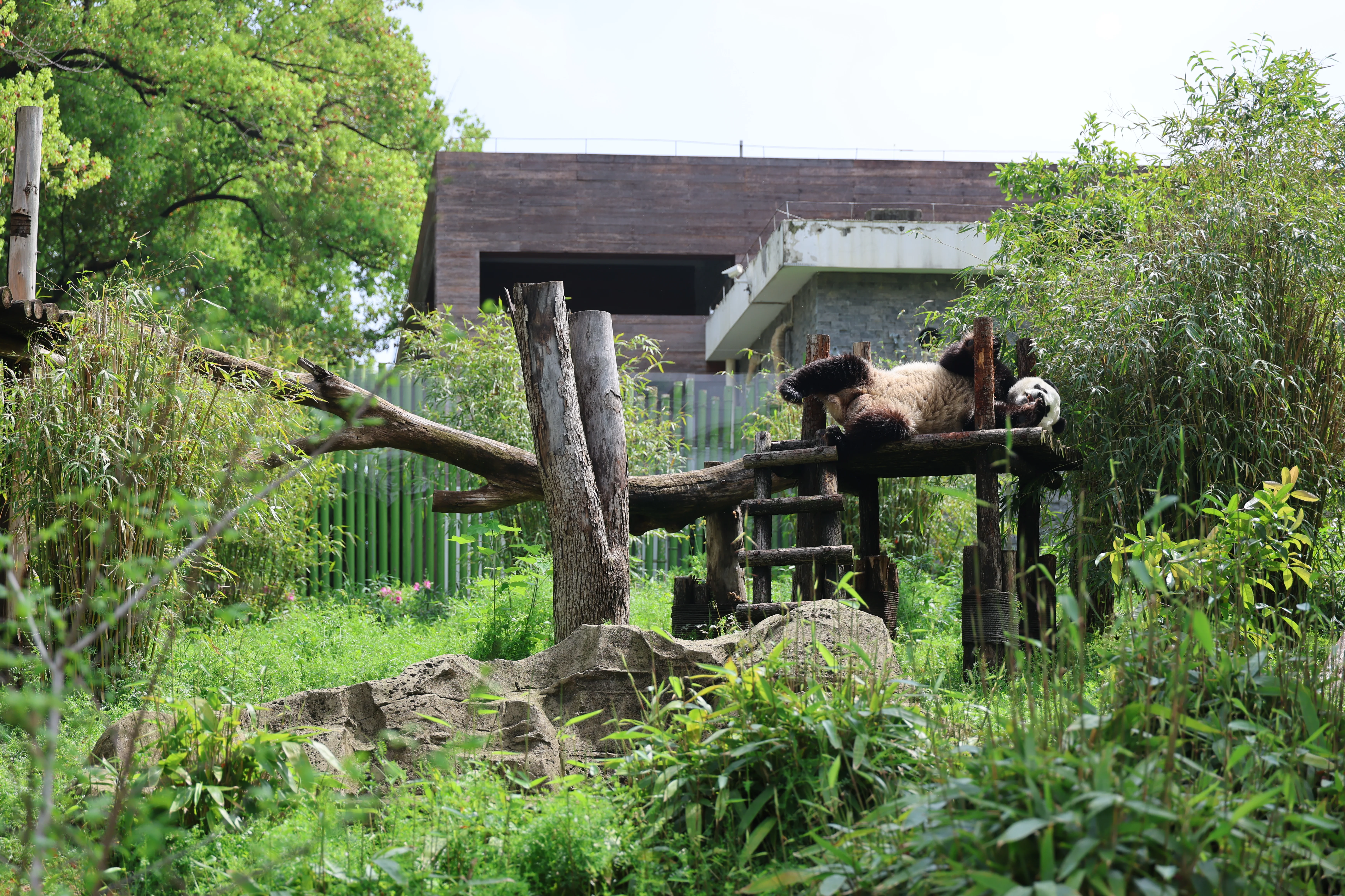Wuhan Zoo
