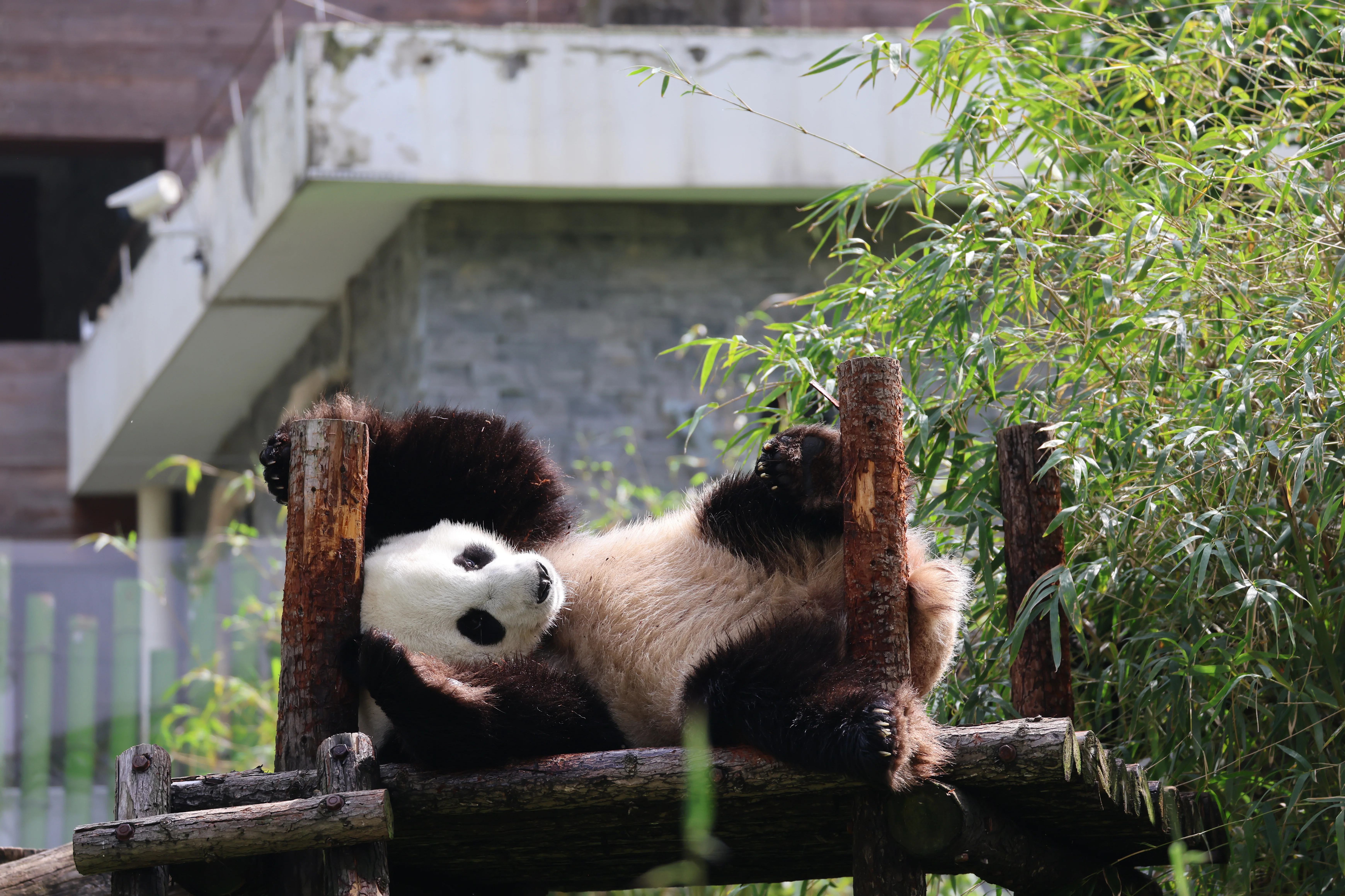 Wuhan Zoo