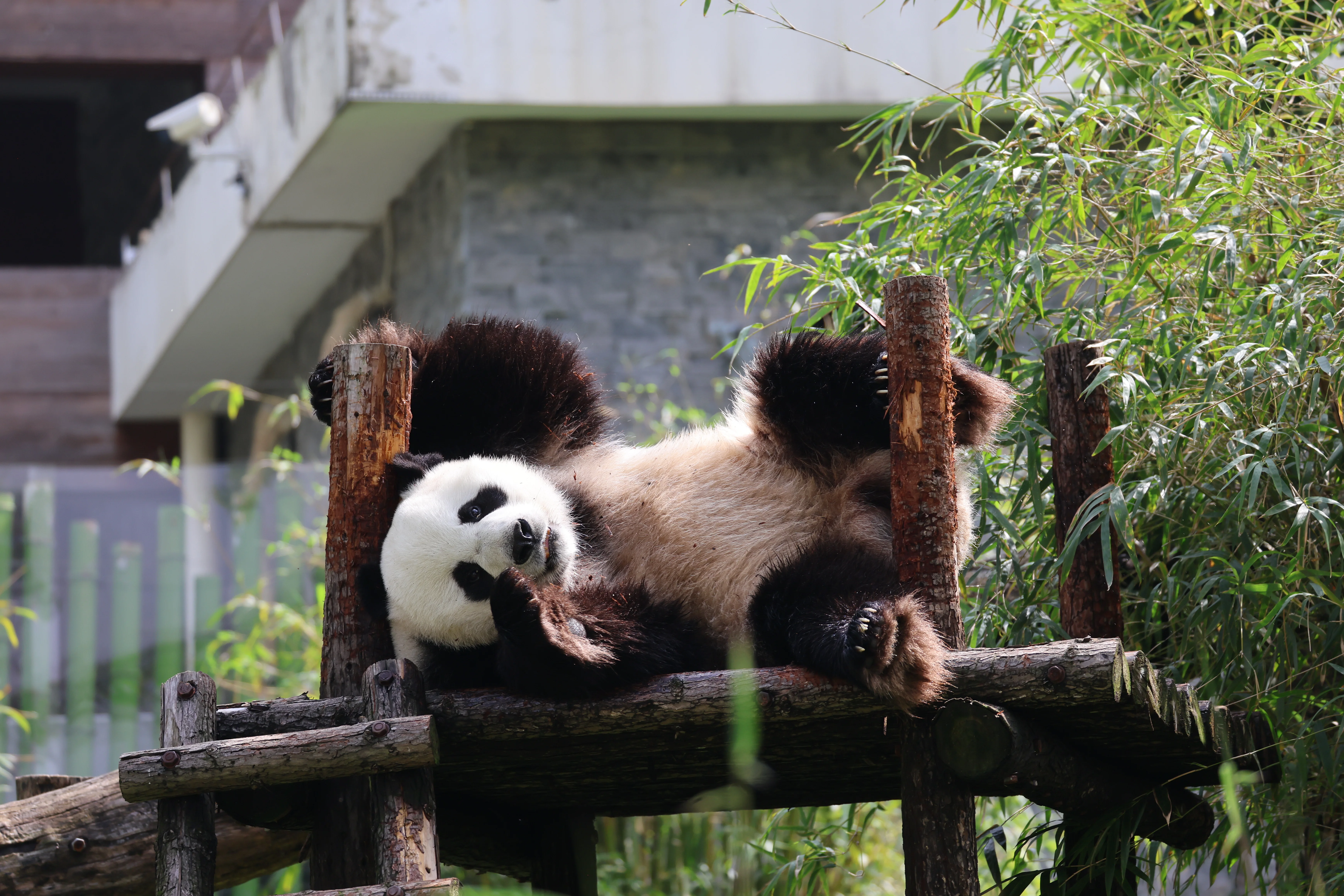 Wuhan Zoo