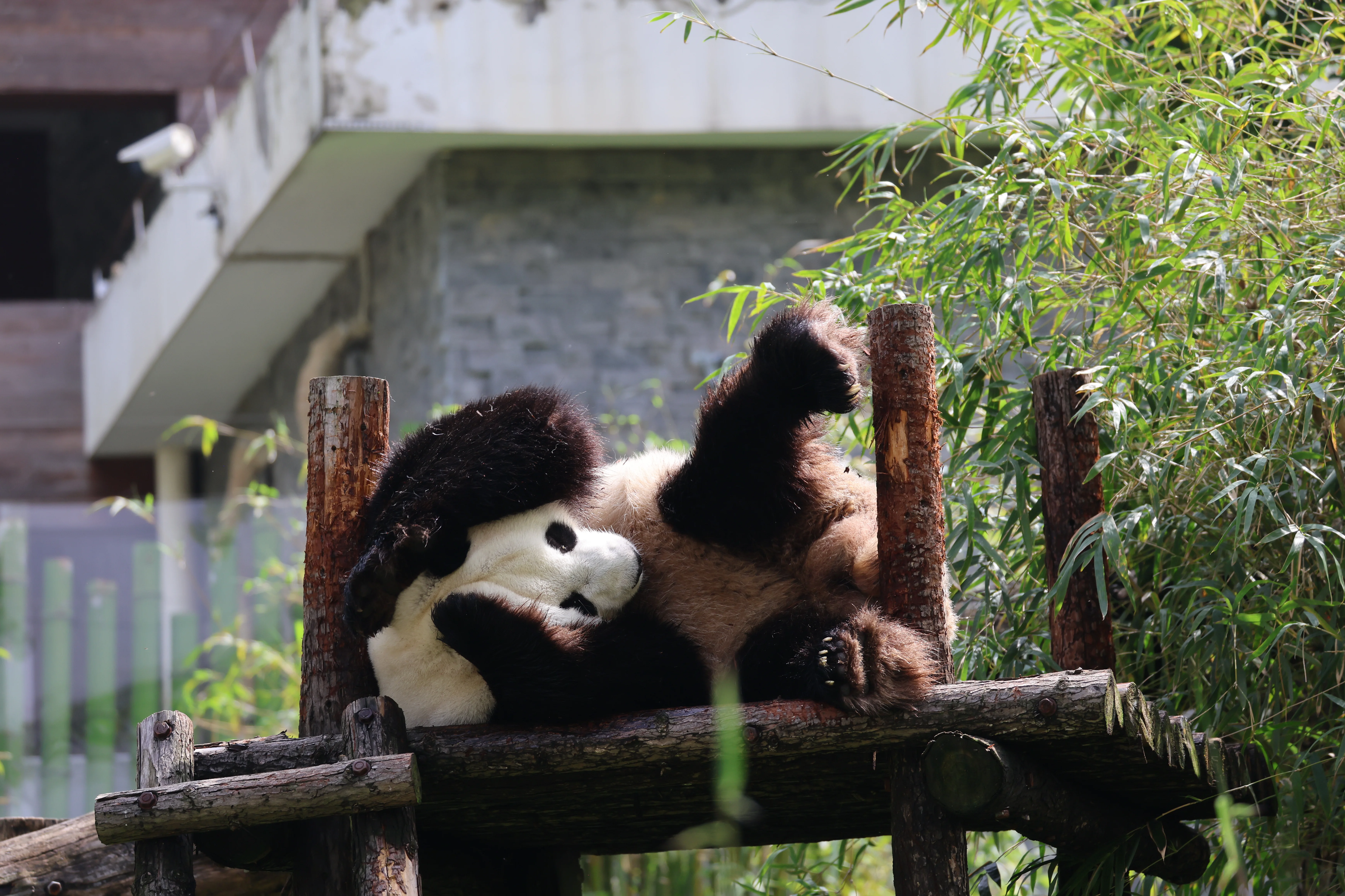 Wuhan Zoo