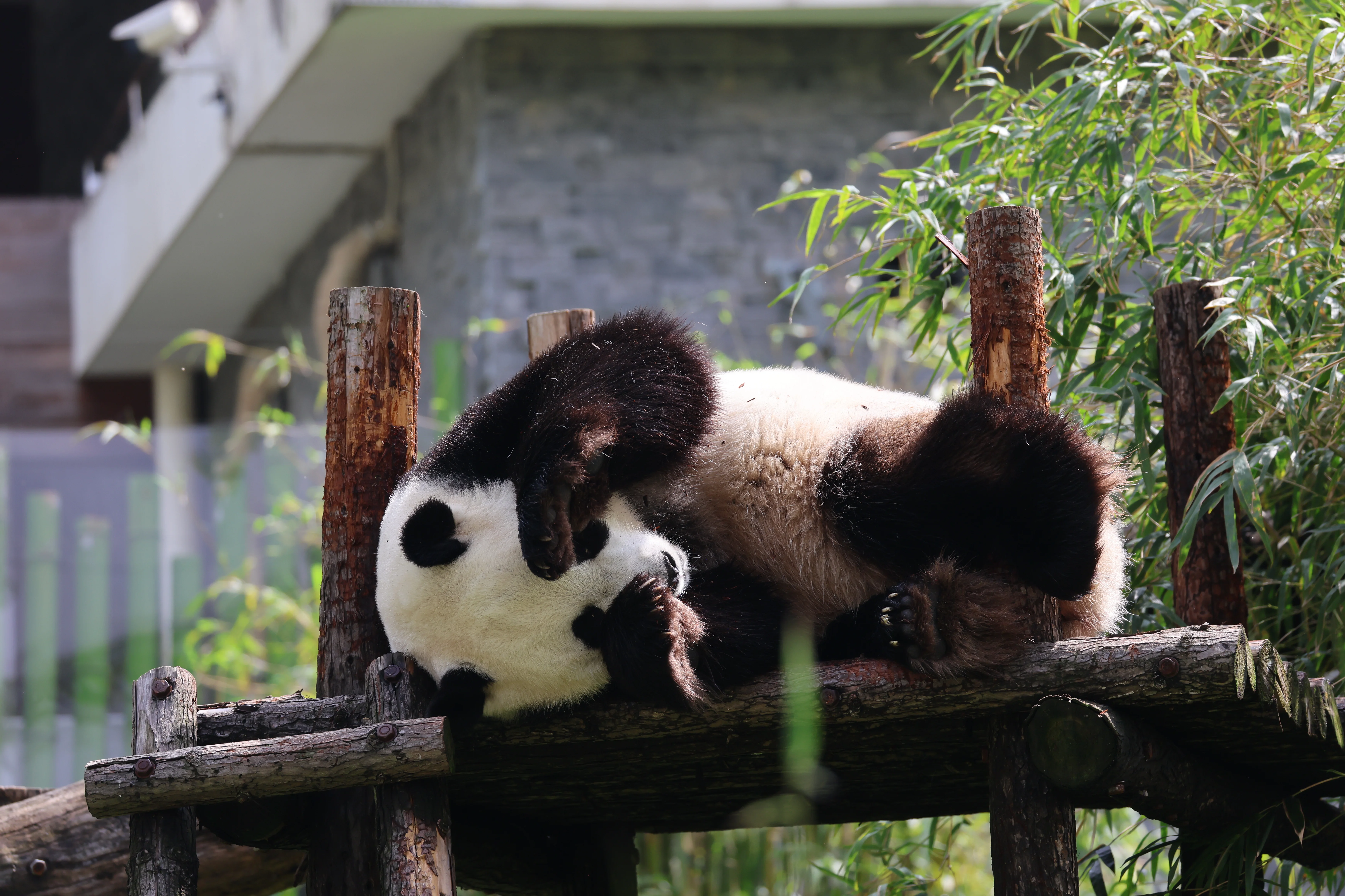 Wuhan Zoo