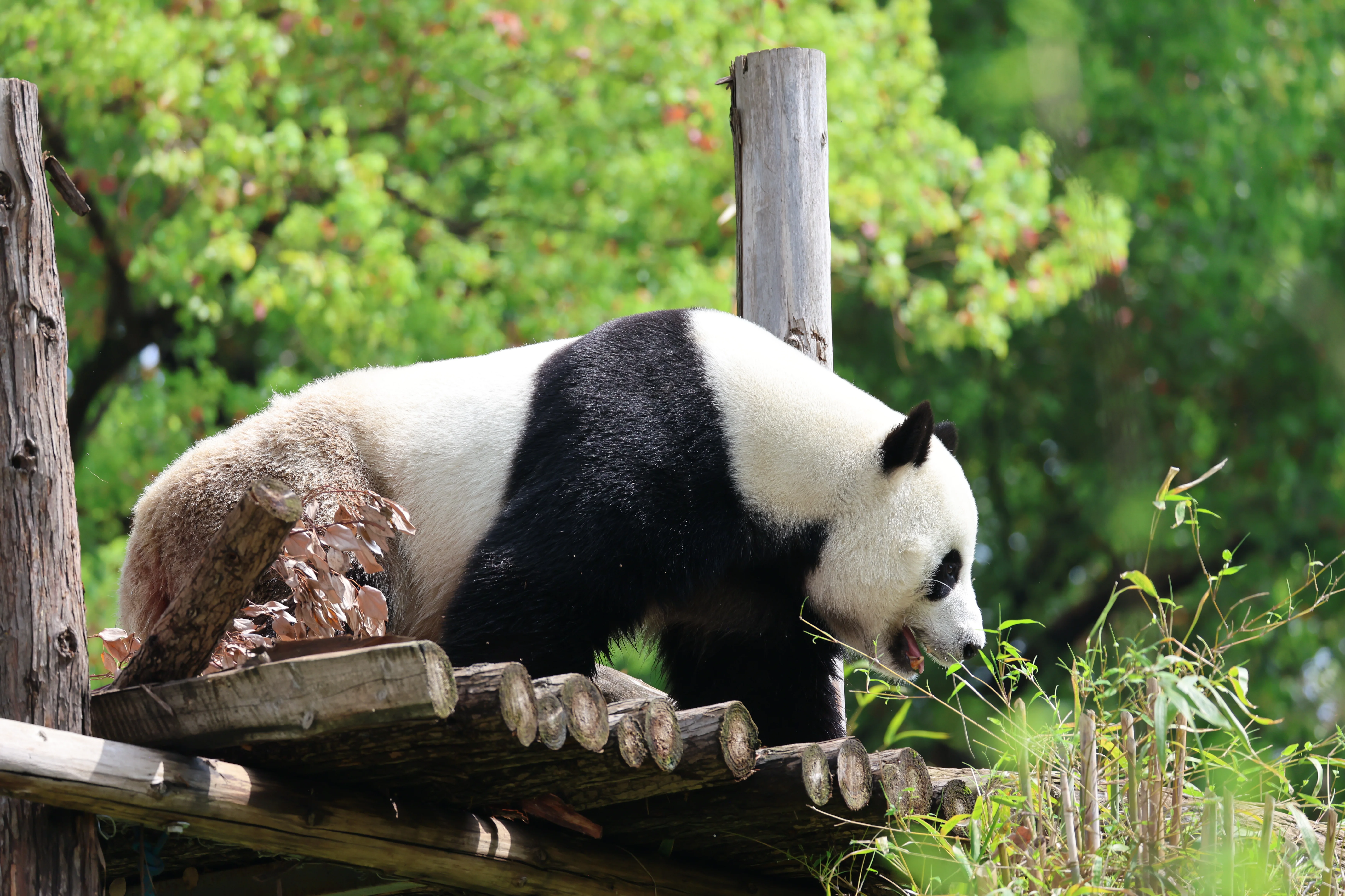 Wuhan Zoo