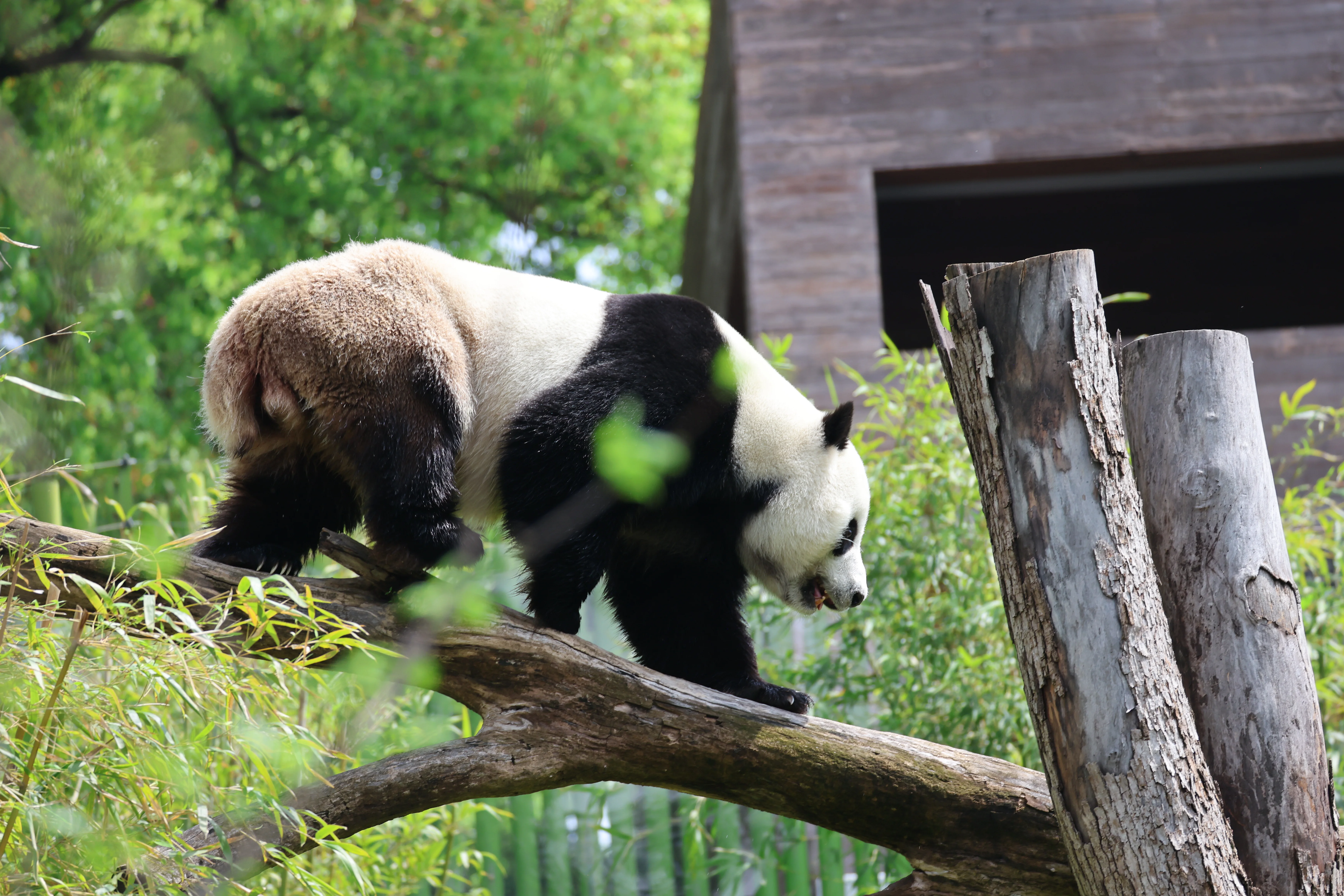 Wuhan Zoo