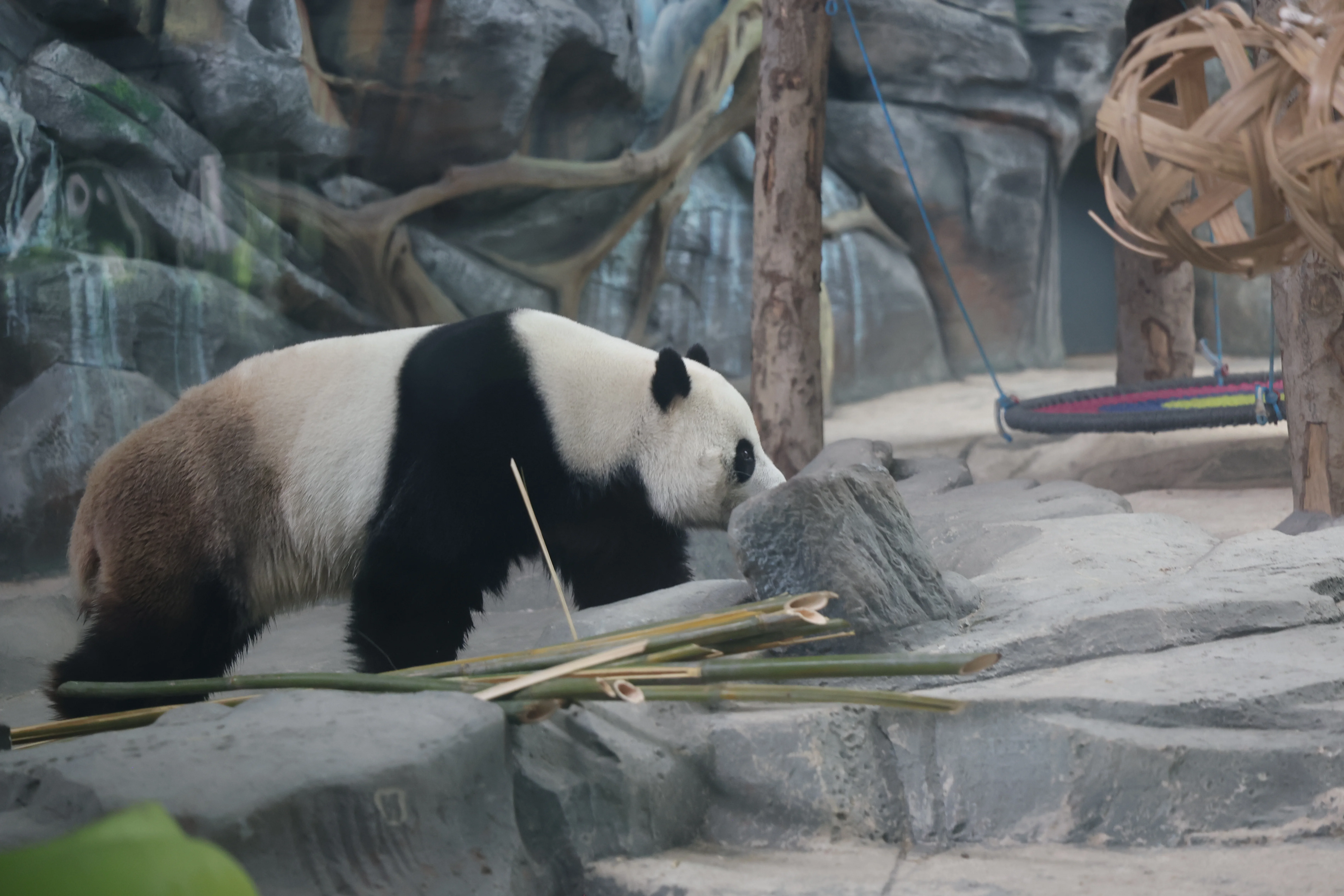 Wuhan Zoo