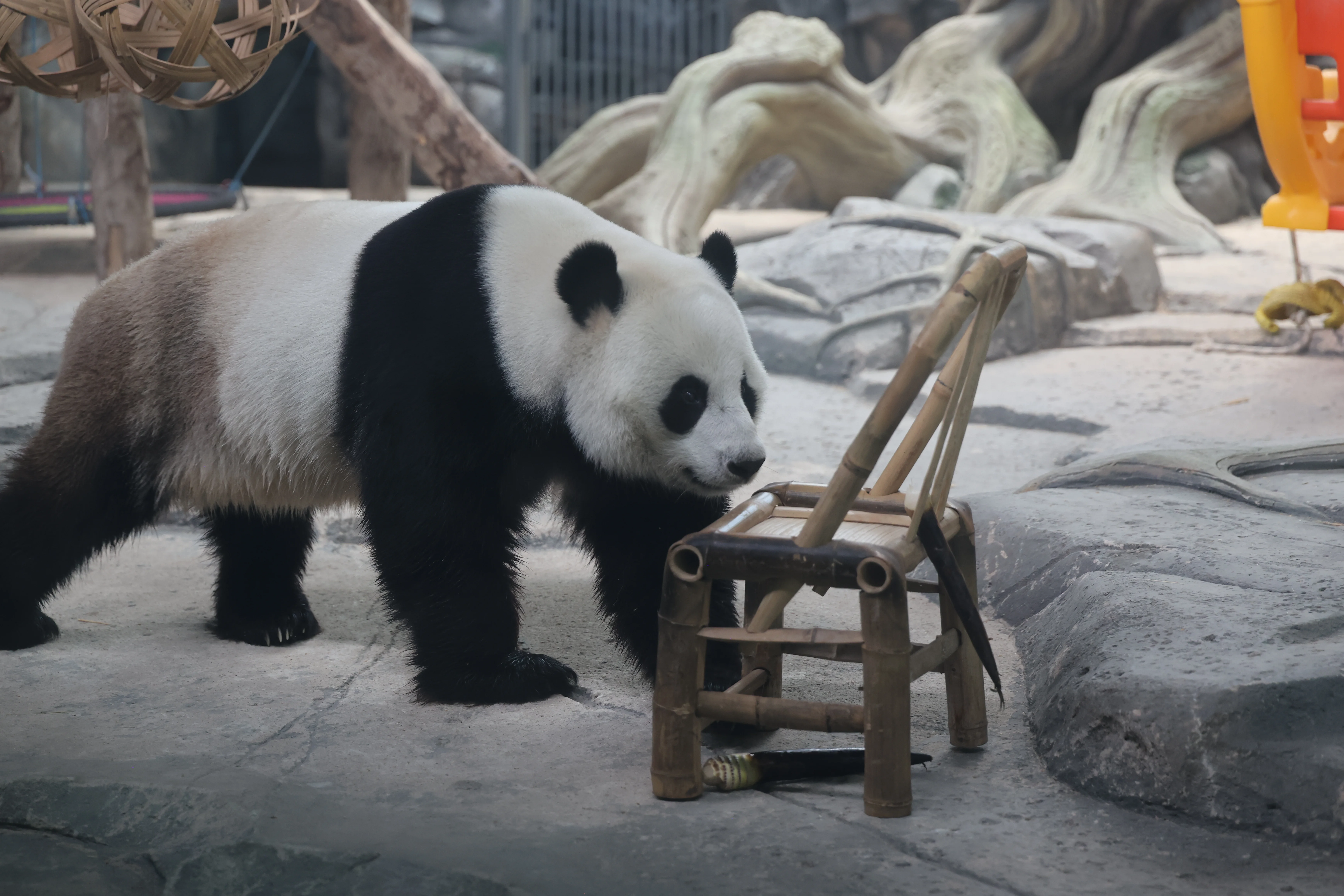 Wuhan Zoo
