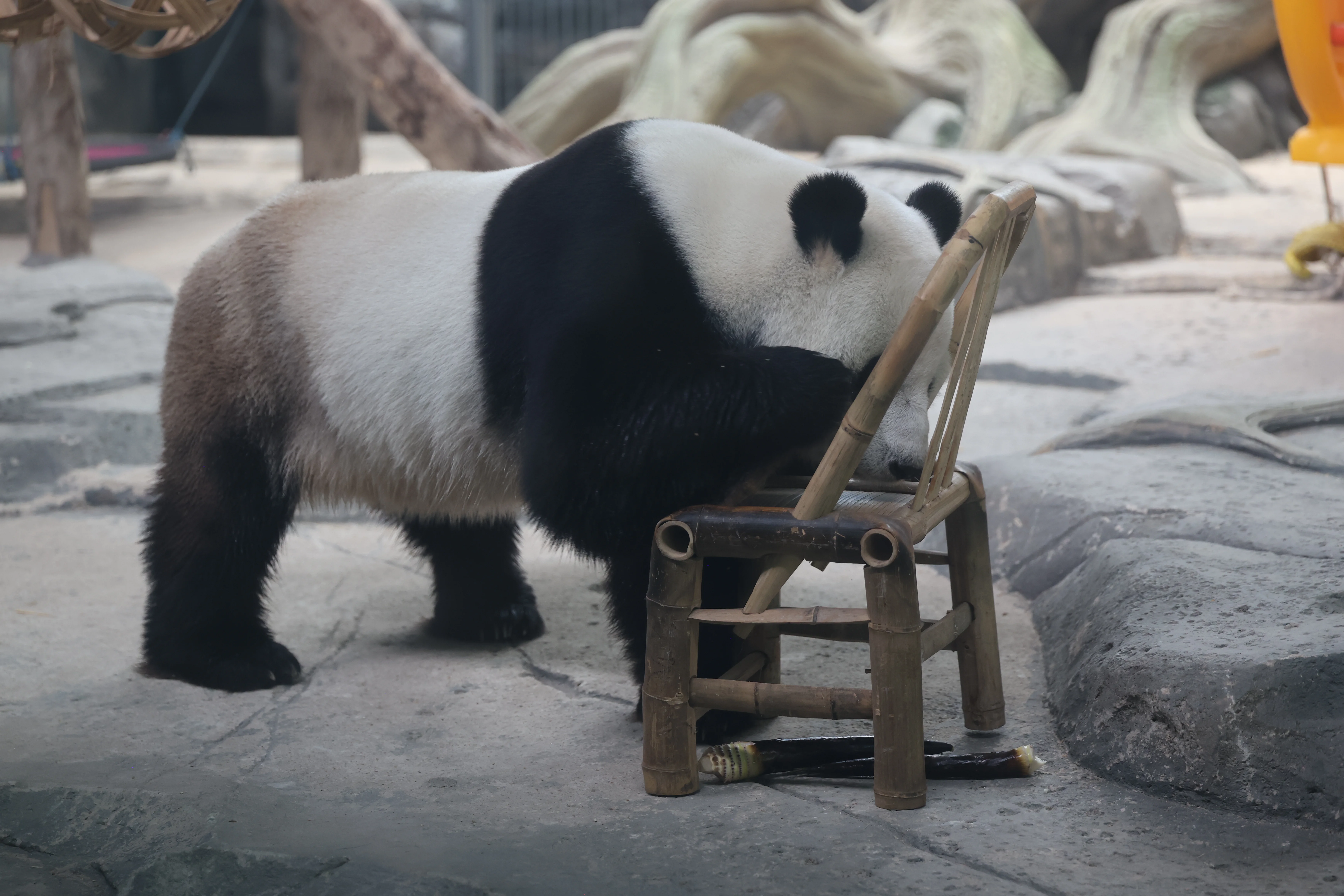 Wuhan Zoo